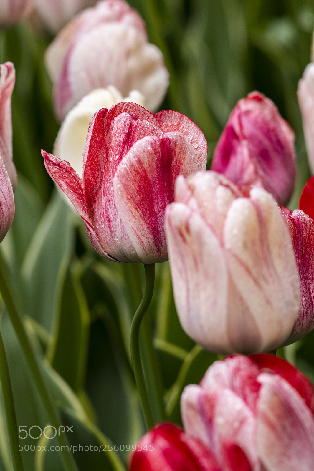 Nikon D500 sample photo. Tulip photography