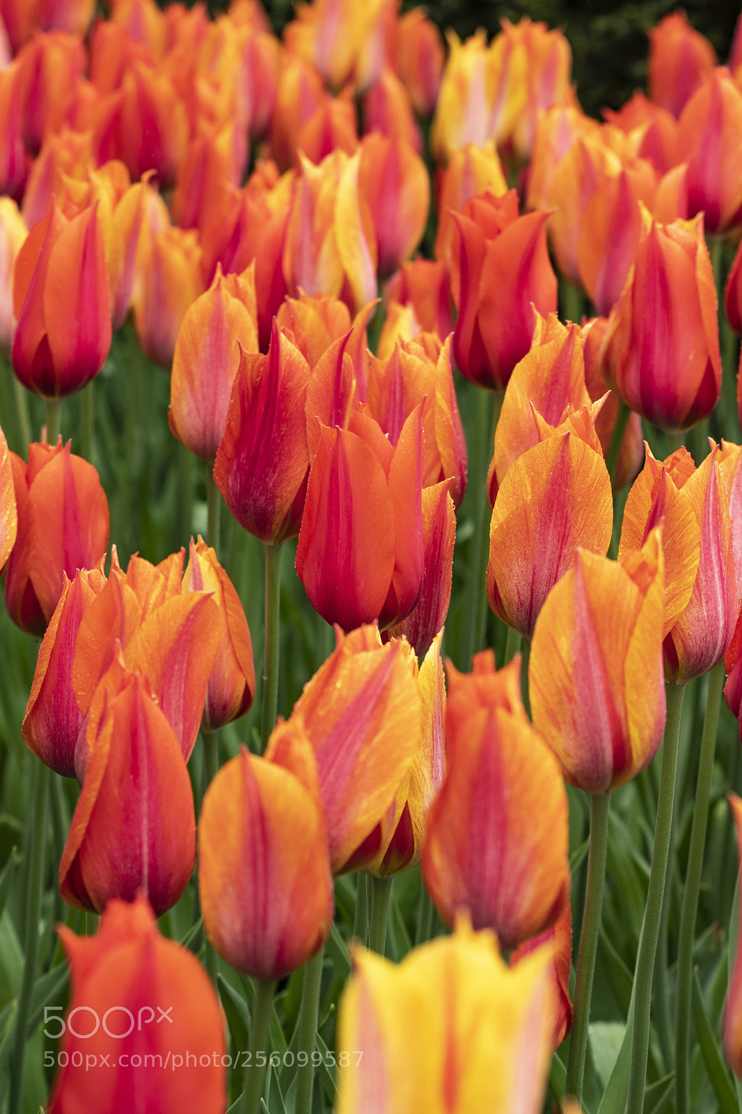 Nikon D500 sample photo. Tulip photography