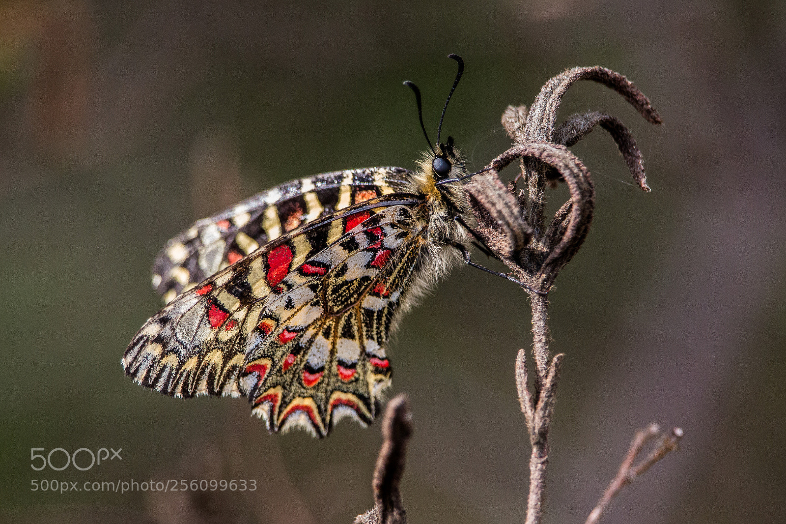 Canon EOS 70D sample photo. Borboleta photography