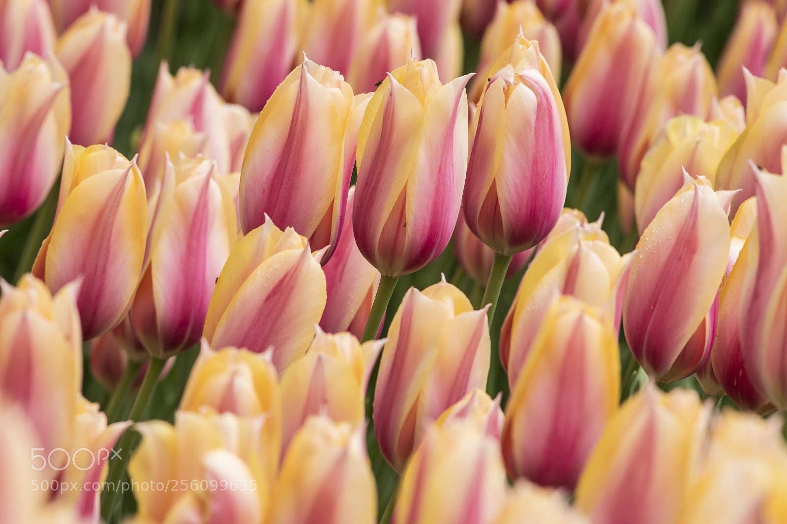 Nikon D500 sample photo. Tulip photography