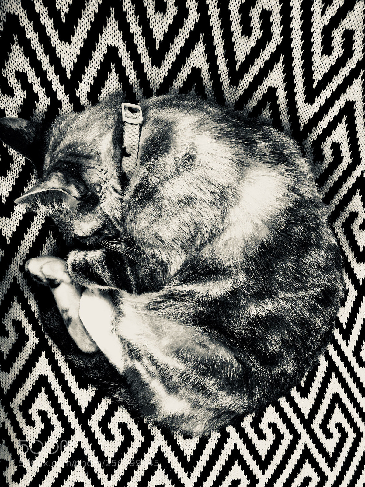 Apple iPhone 6 sample photo. Cat photography
