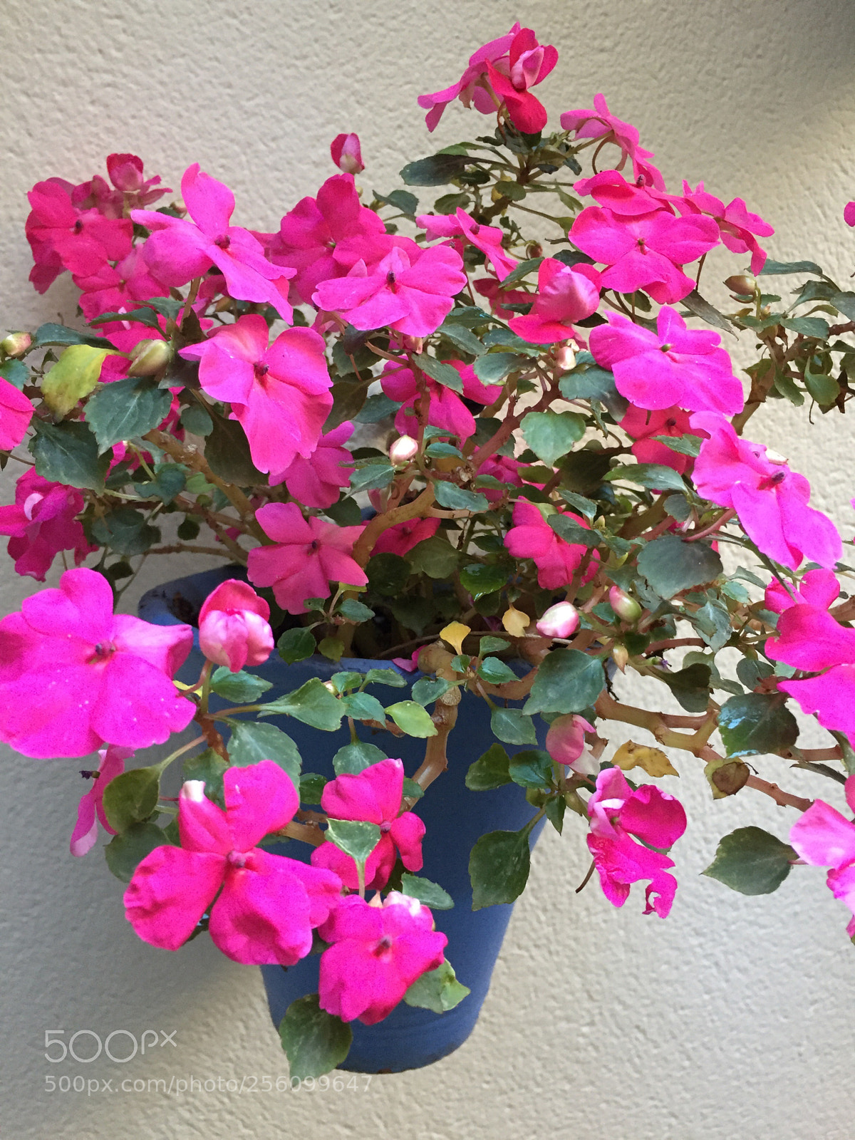 Apple iPhone 6 sample photo. Untitled photography