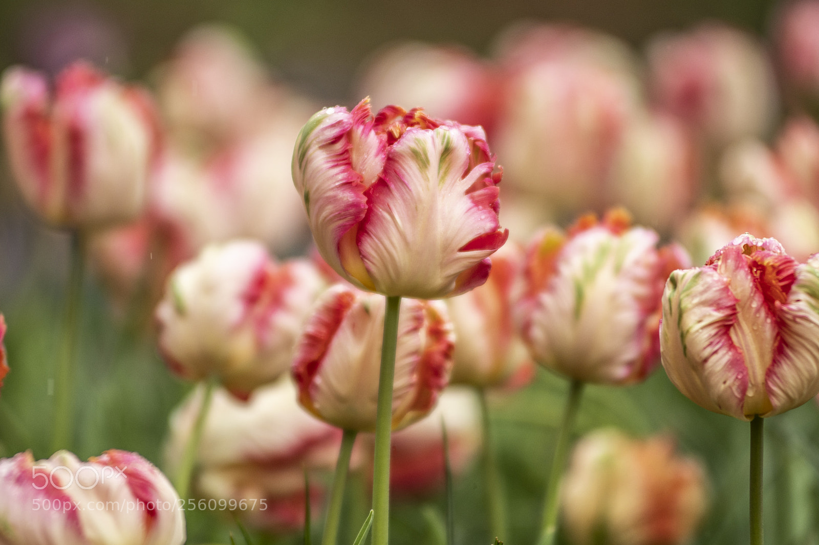Nikon D500 sample photo. Tulip photography