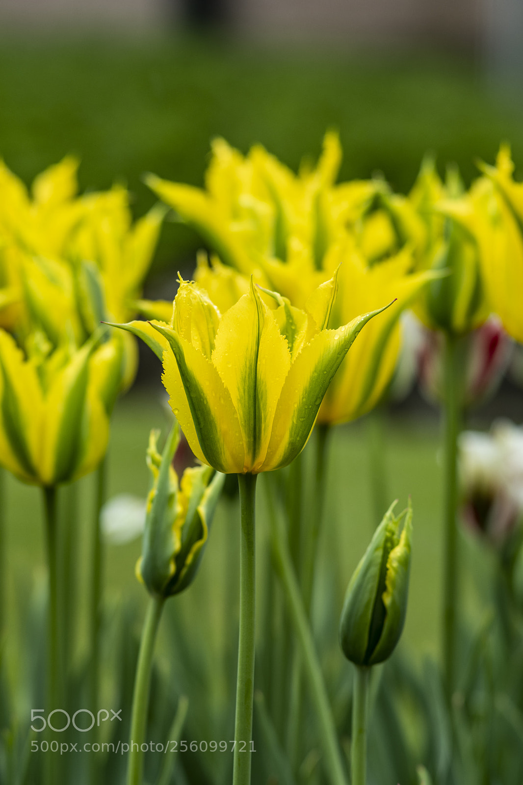 Nikon D500 sample photo. Tulip photography