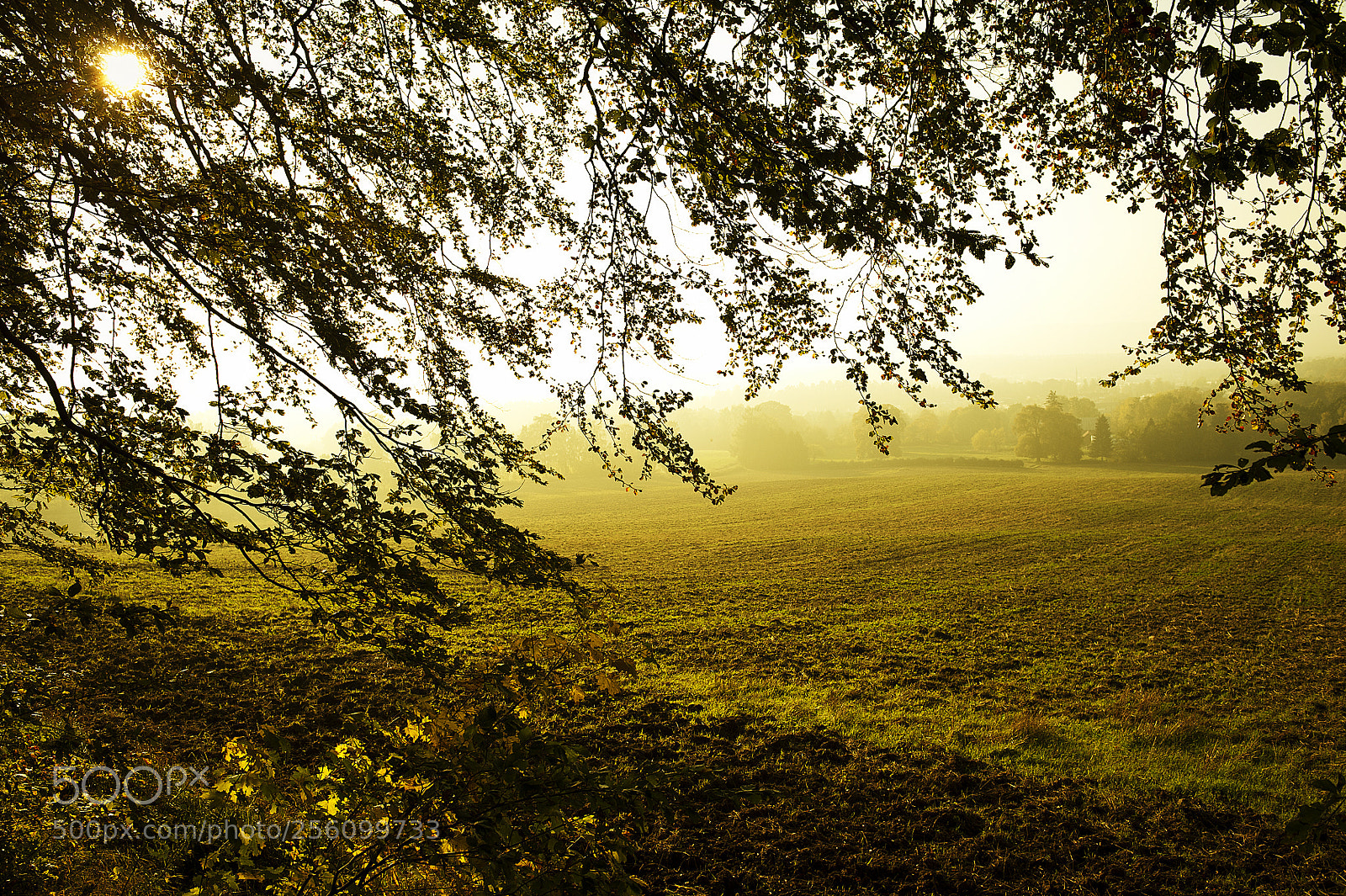 Nikon D700 sample photo. Golden field photography