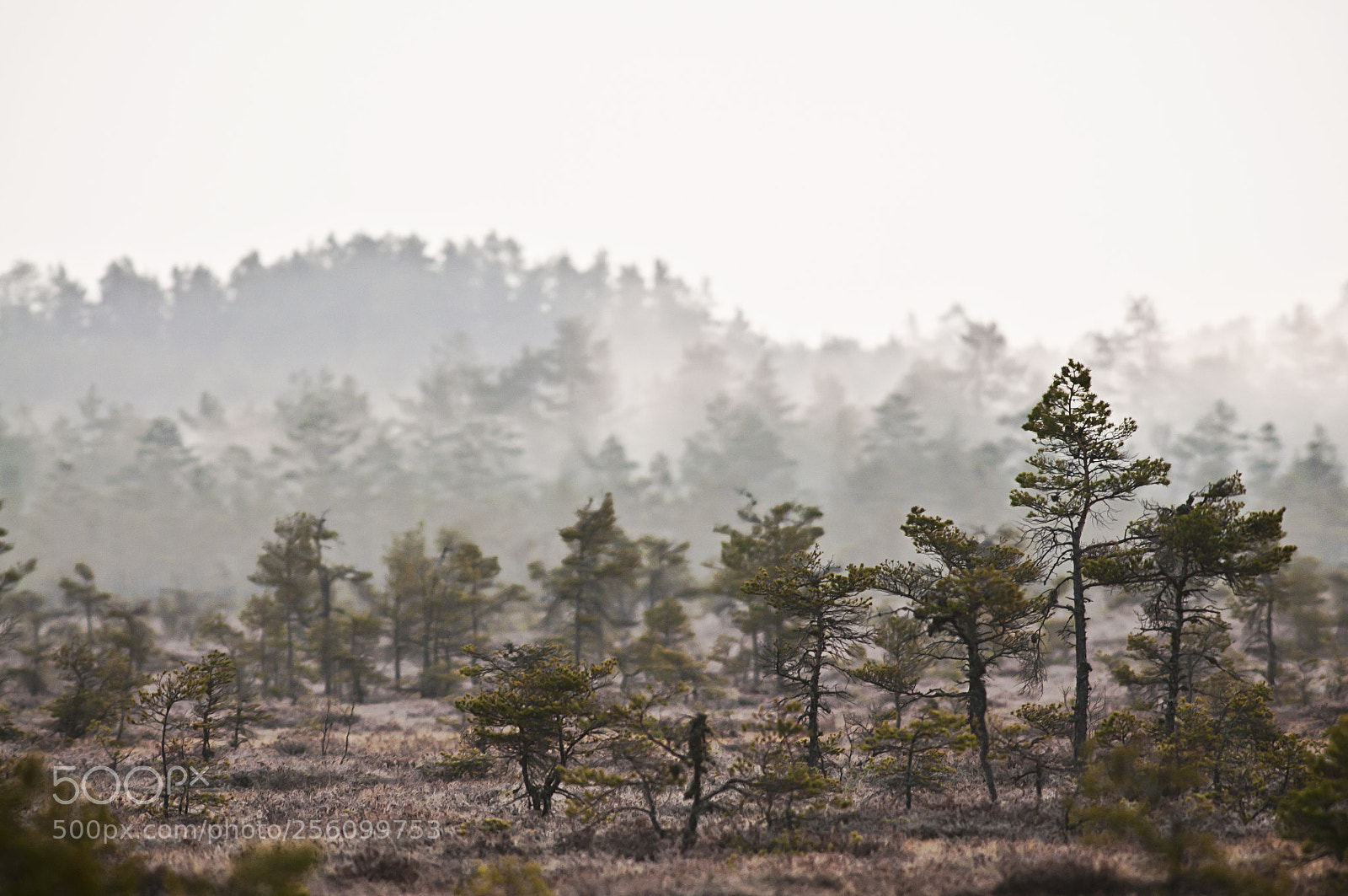 Nikon D300S sample photo. Landskape photography