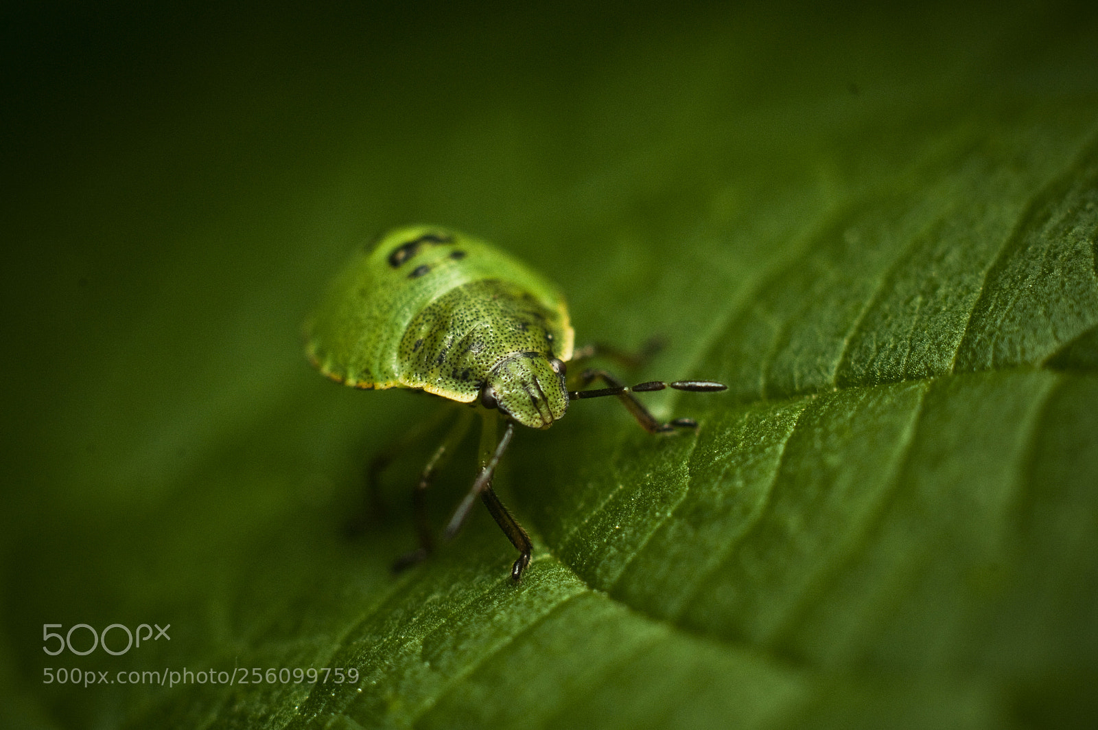 Nikon D300S sample photo. Macrobug photography