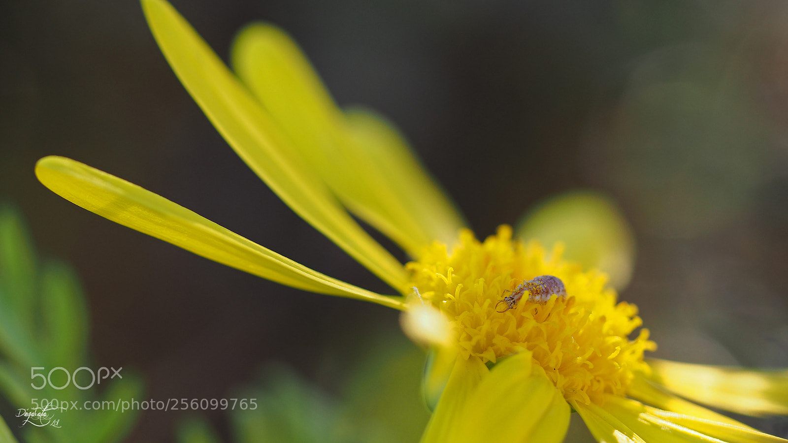 Olympus OM-D E-M10 II sample photo. Quien de amarillo se photography