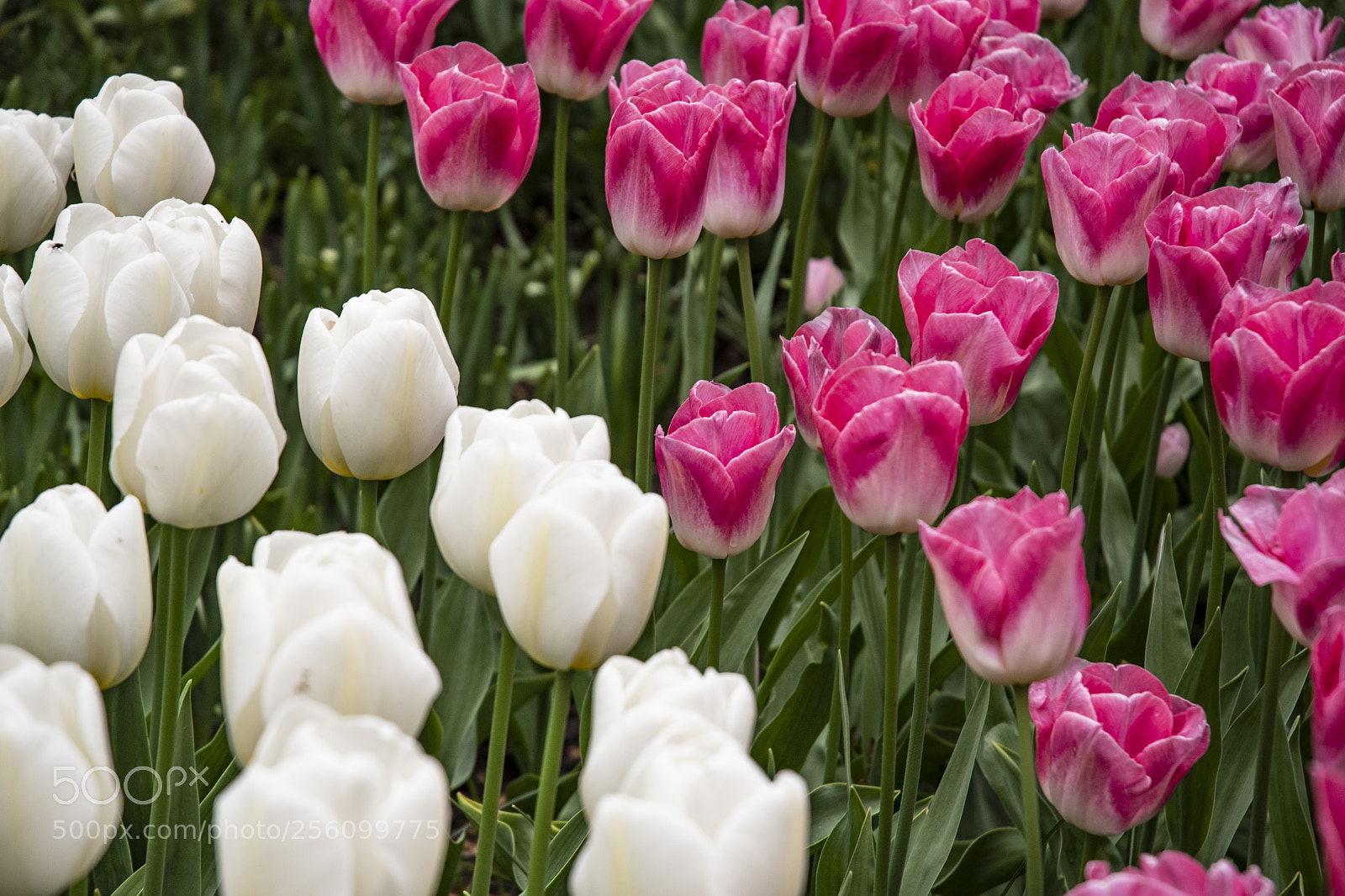 Nikon D500 sample photo. Tulip photography
