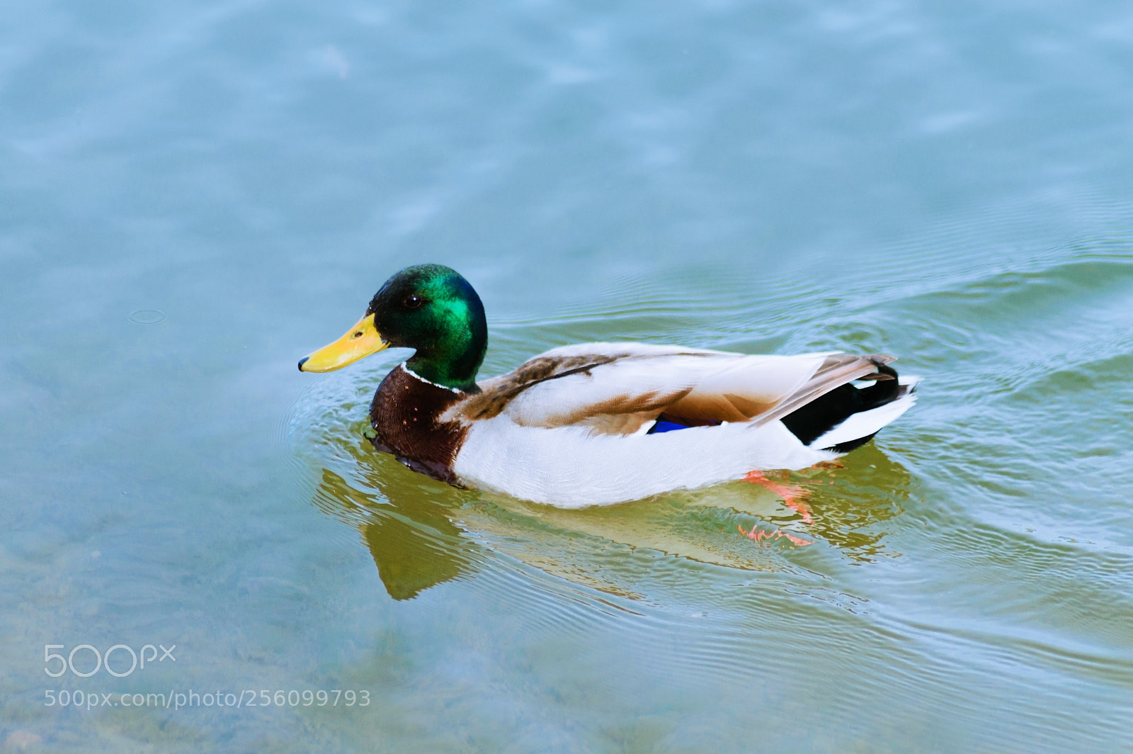 Nikon D3200 sample photo. Pato - duck photography