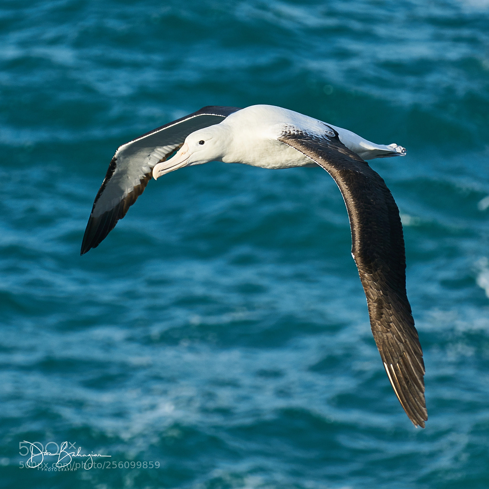 Sony a7R II sample photo. Dunedin nz - albatross photography