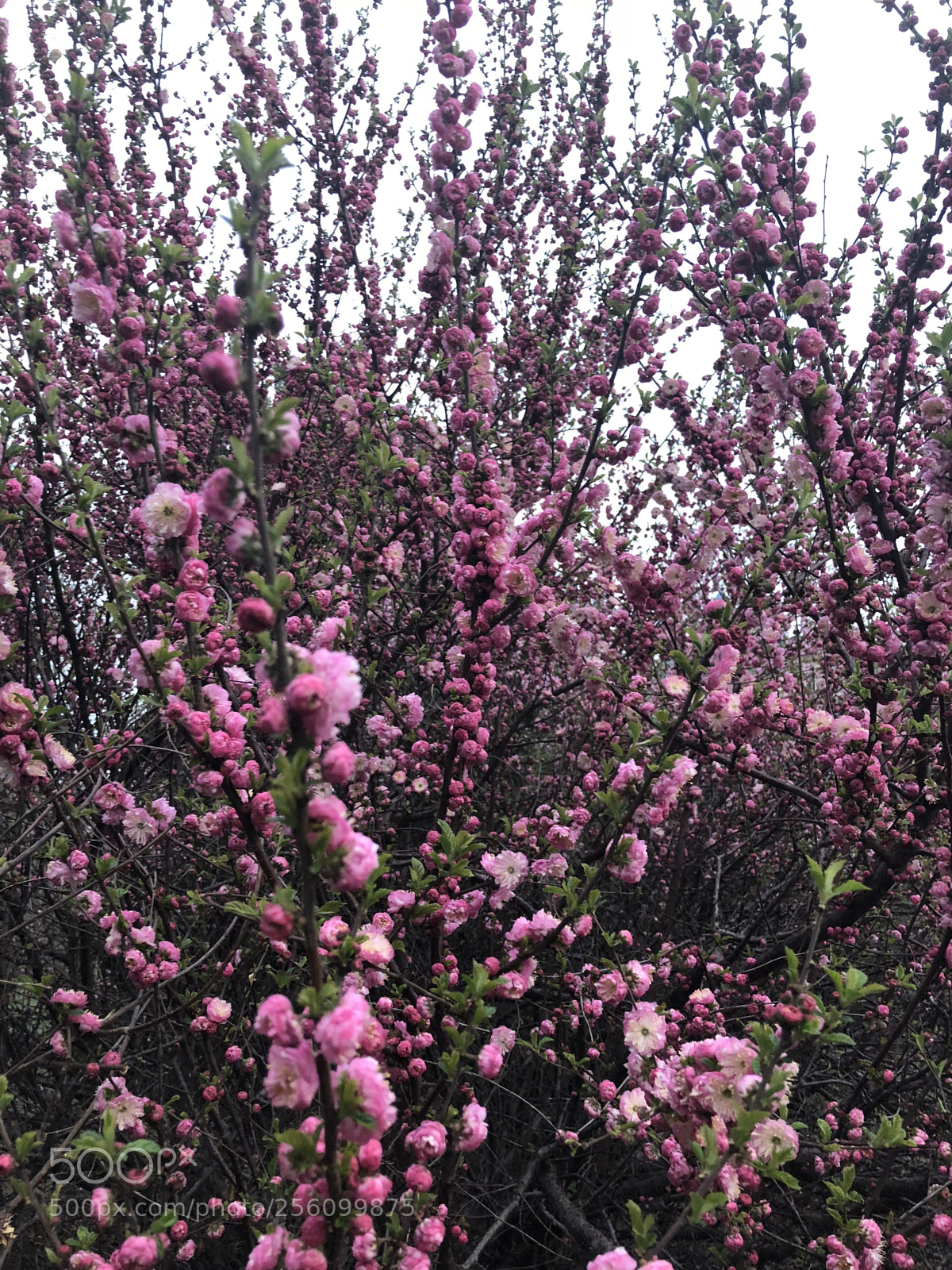 Apple iPhone X sample photo. A hundred flowers contend photography