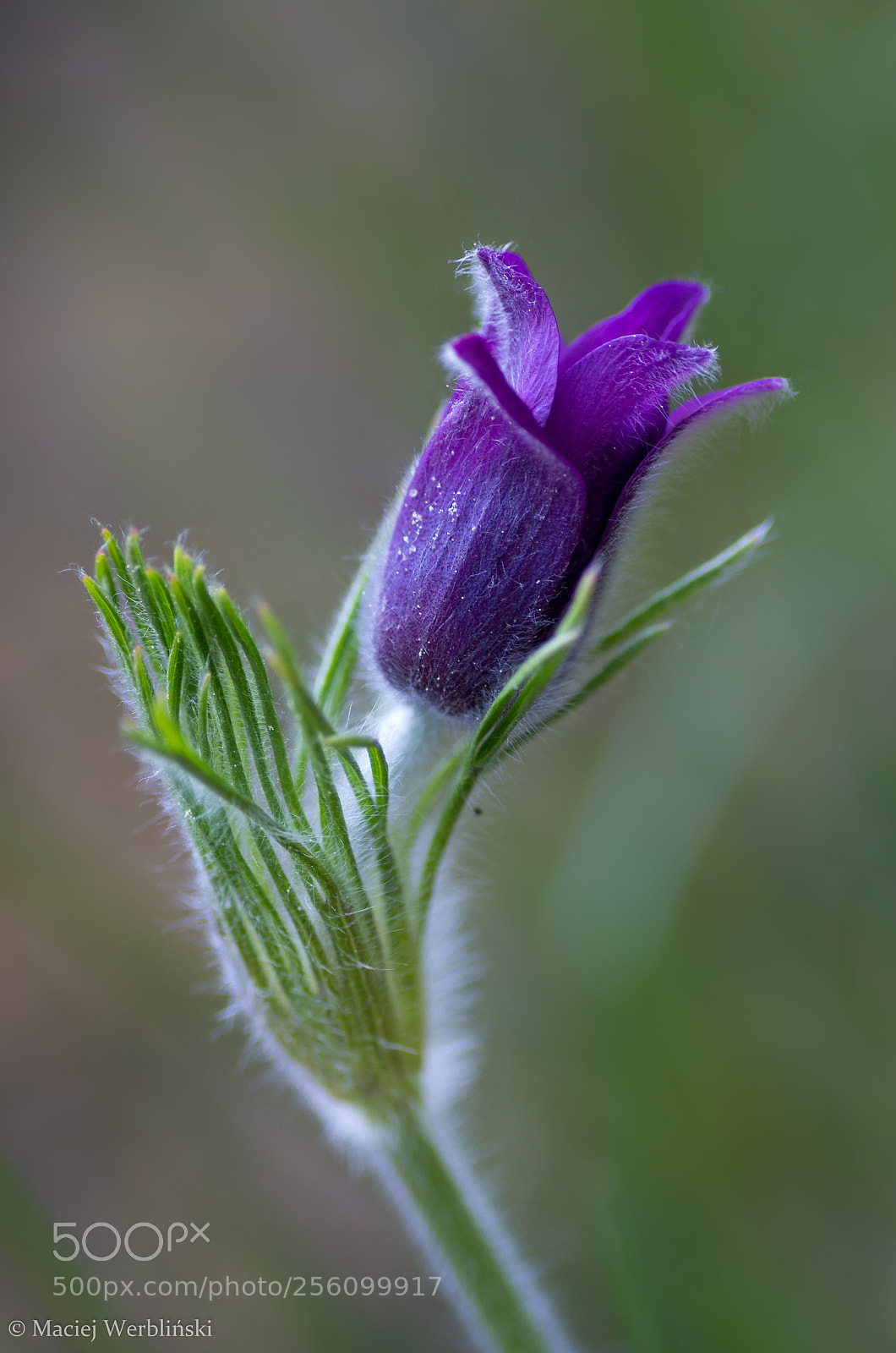 Pentax K-50 sample photo. Spring photography