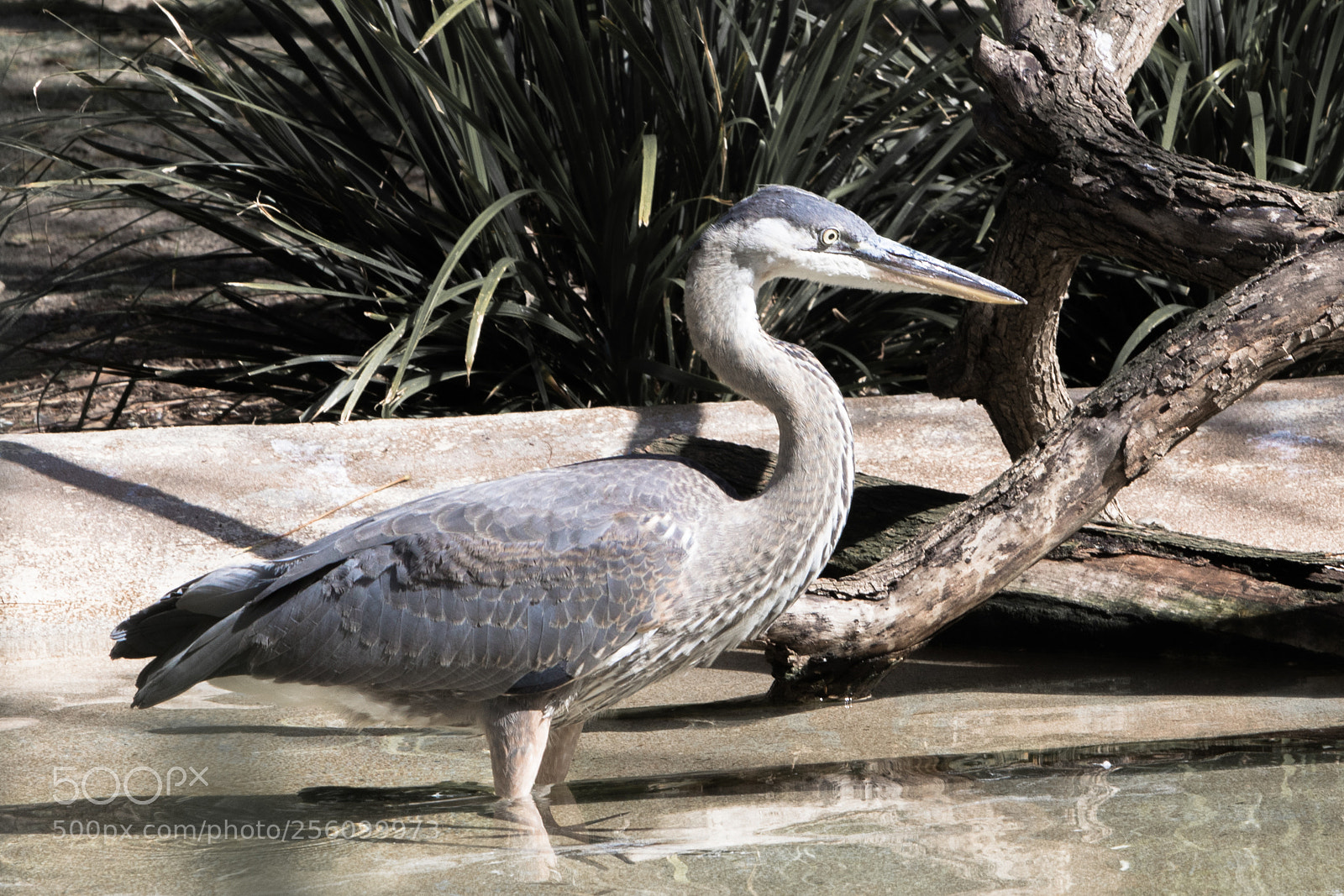 Canon EOS 5D Mark IV sample photo. Heron in the water photography