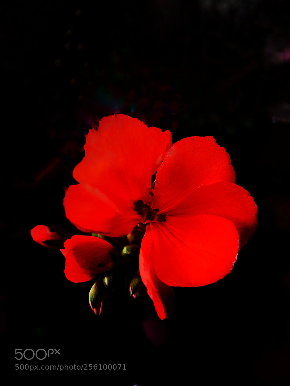Samsung Galaxy S7 Edge sample photo. Red flower photography