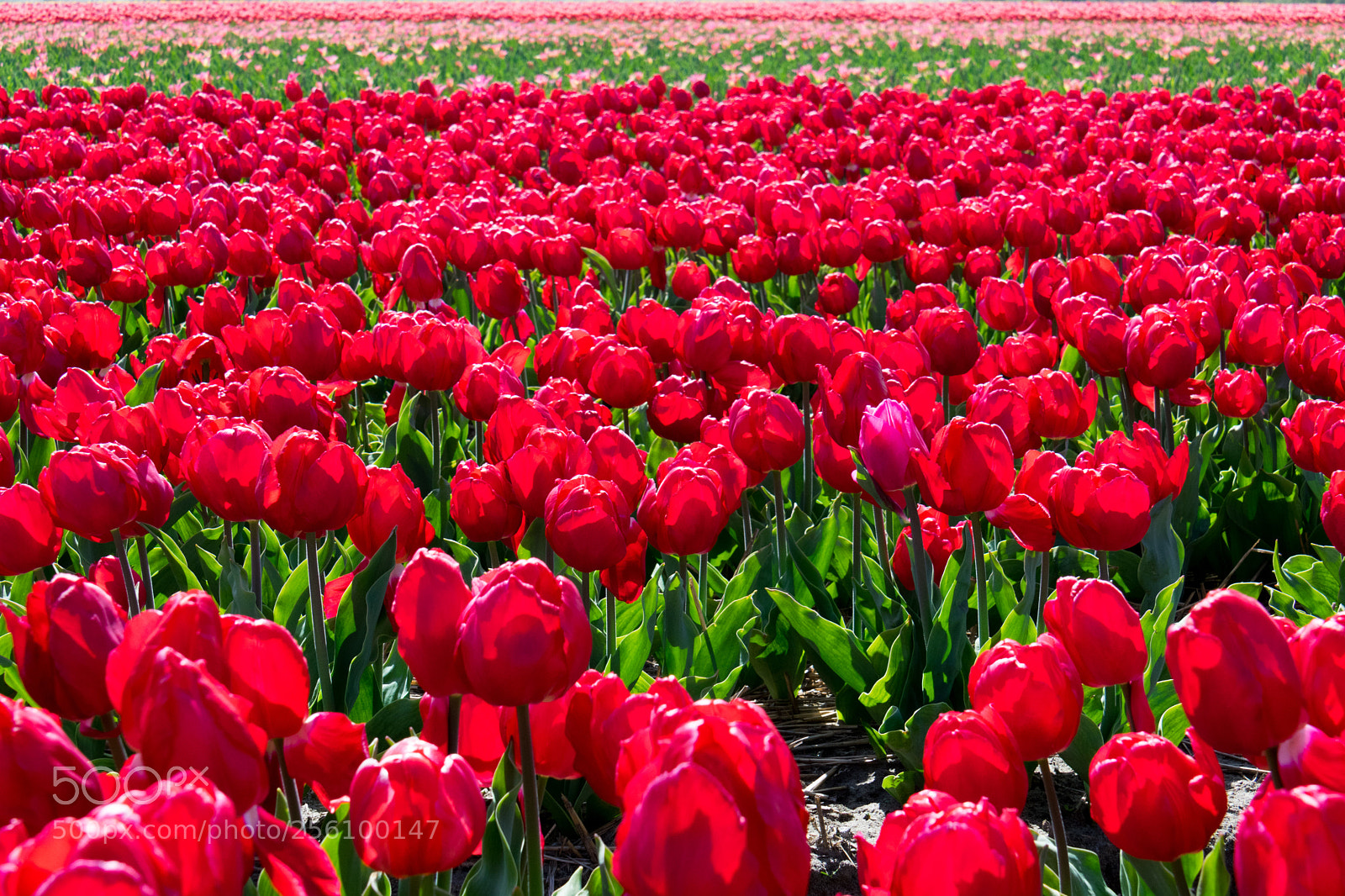 Nikon D5300 sample photo. Sea of flower photography