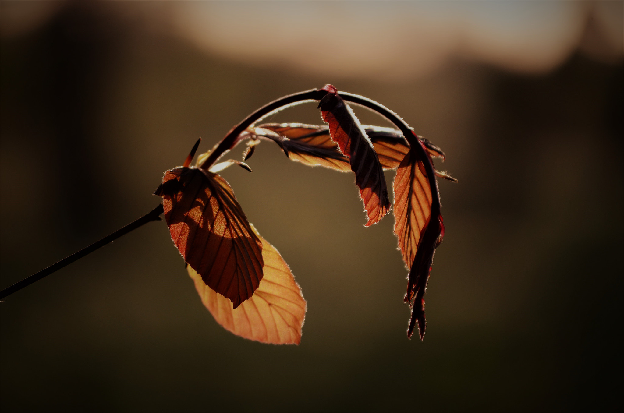 Nikon D5100 sample photo. Rotbuche photography