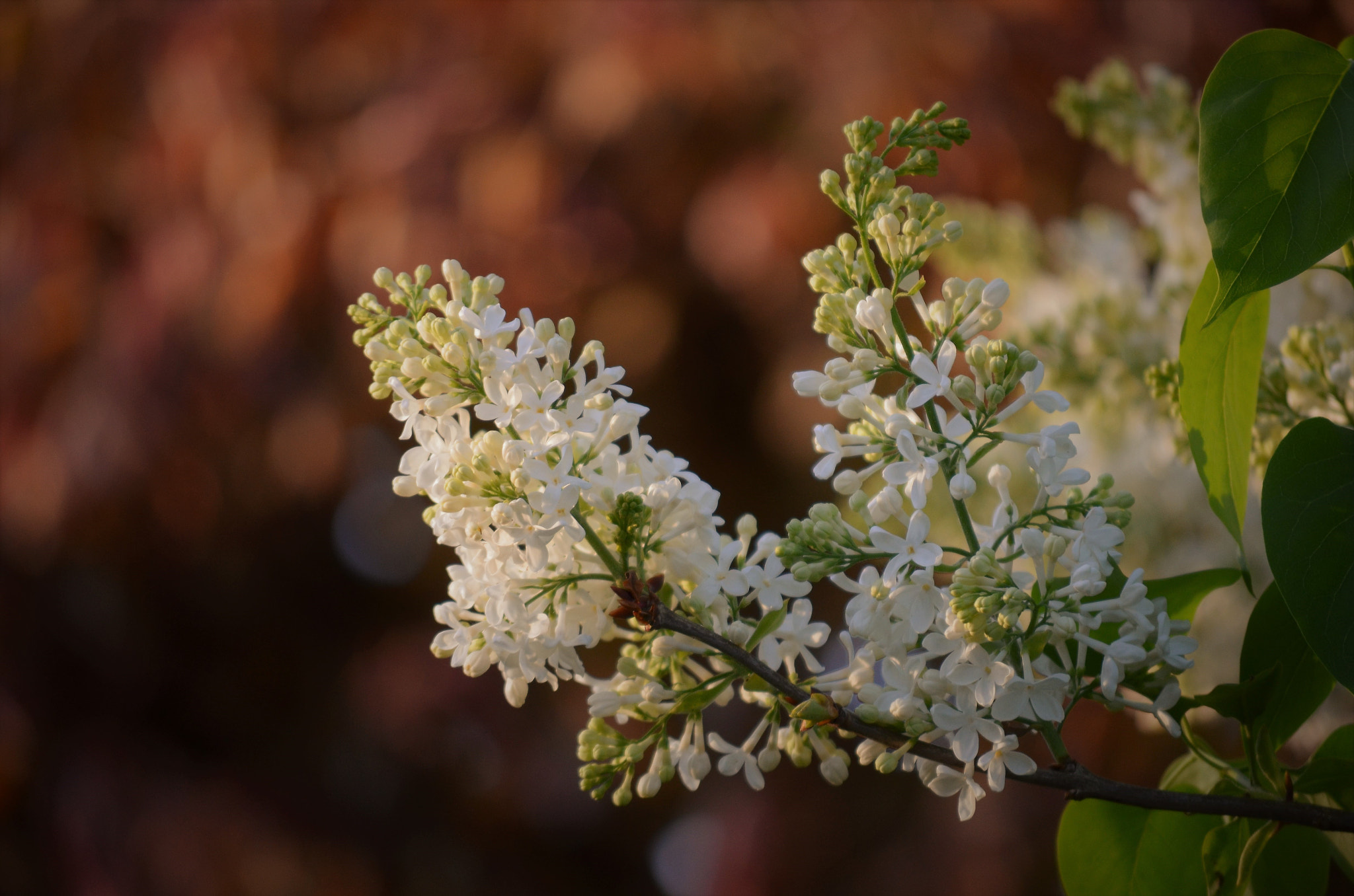Nikon D5100 sample photo. Flieder photography
