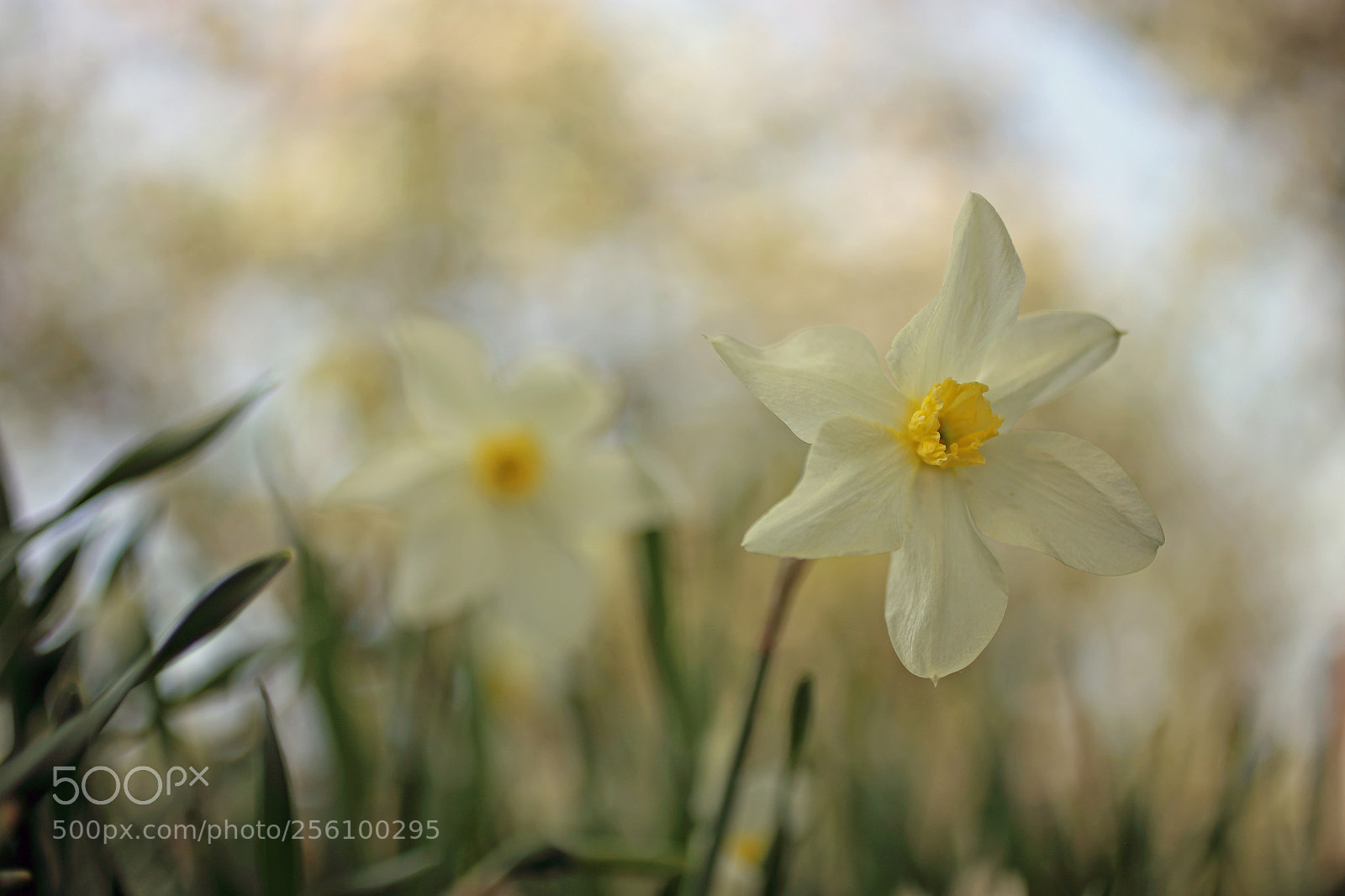 Canon EOS 6D sample photo. Narcissus photography