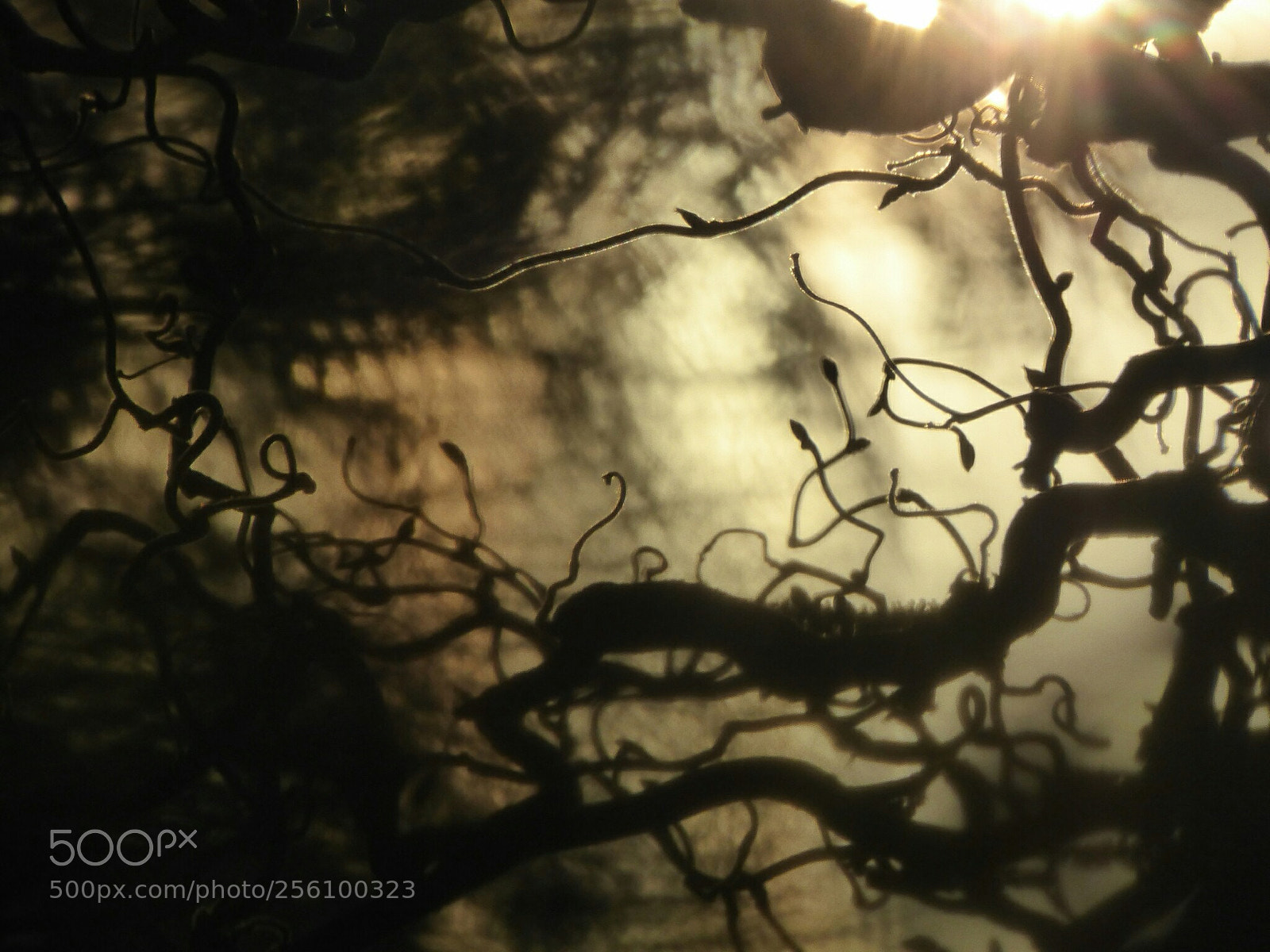 Panasonic DMC-TZ61 sample photo. Erste knospen photography