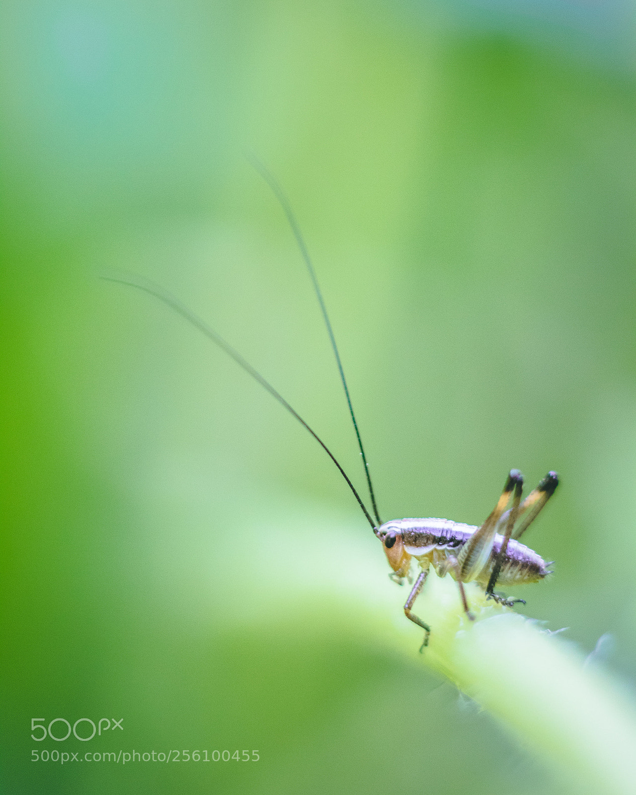 Canon EOS 760D (EOS Rebel T6s / EOS 8000D) sample photo. Macro cricket photography