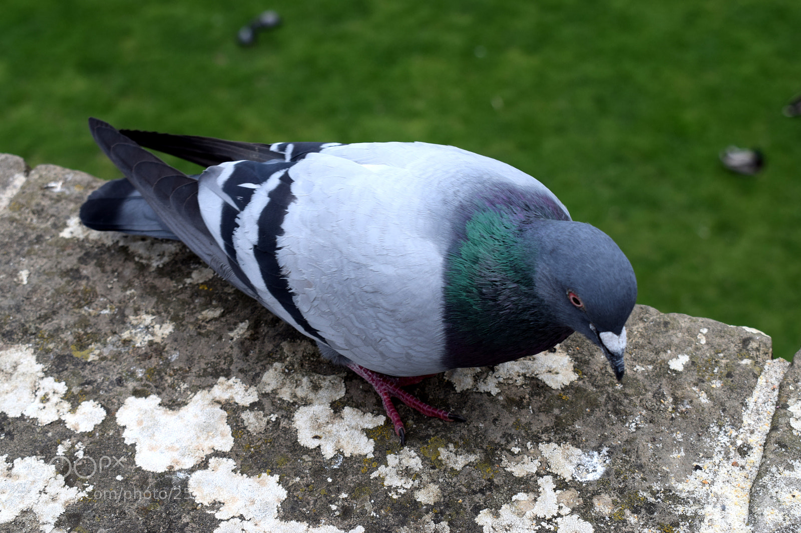 Nikon D3300 sample photo. Pidgeon photography