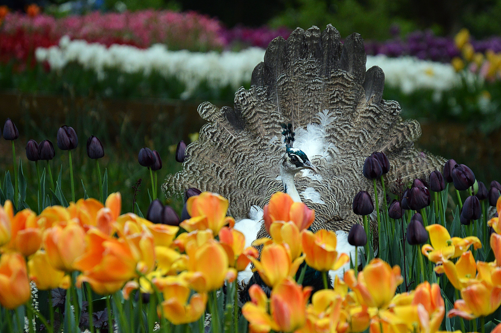 Nikon D3200 sample photo. 033.jpg photography