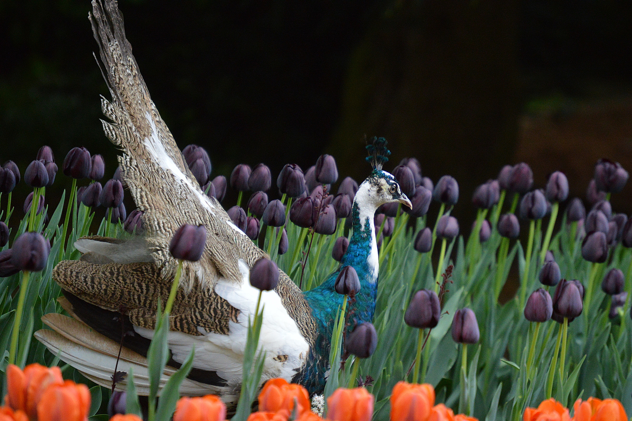 Nikon D3200 sample photo. 031.jpg photography