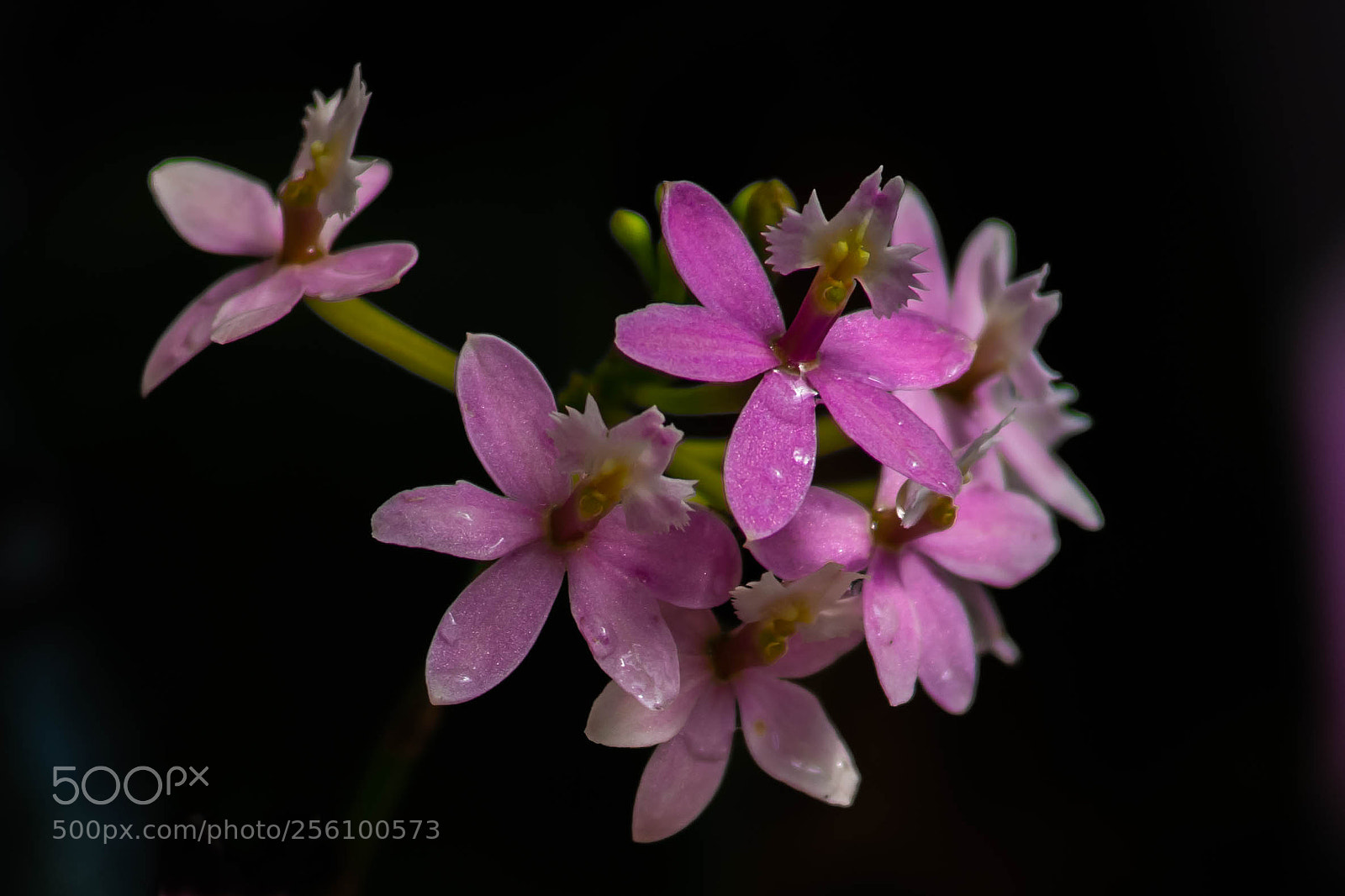Sony SLT-A99V sample photo. Orchid 2018 (5) photography