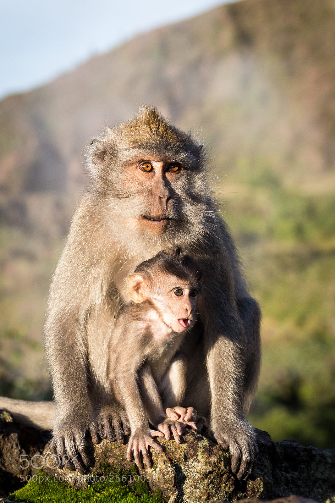 Canon EOS 700D (EOS Rebel T5i / EOS Kiss X7i) sample photo. Batur monkey photography