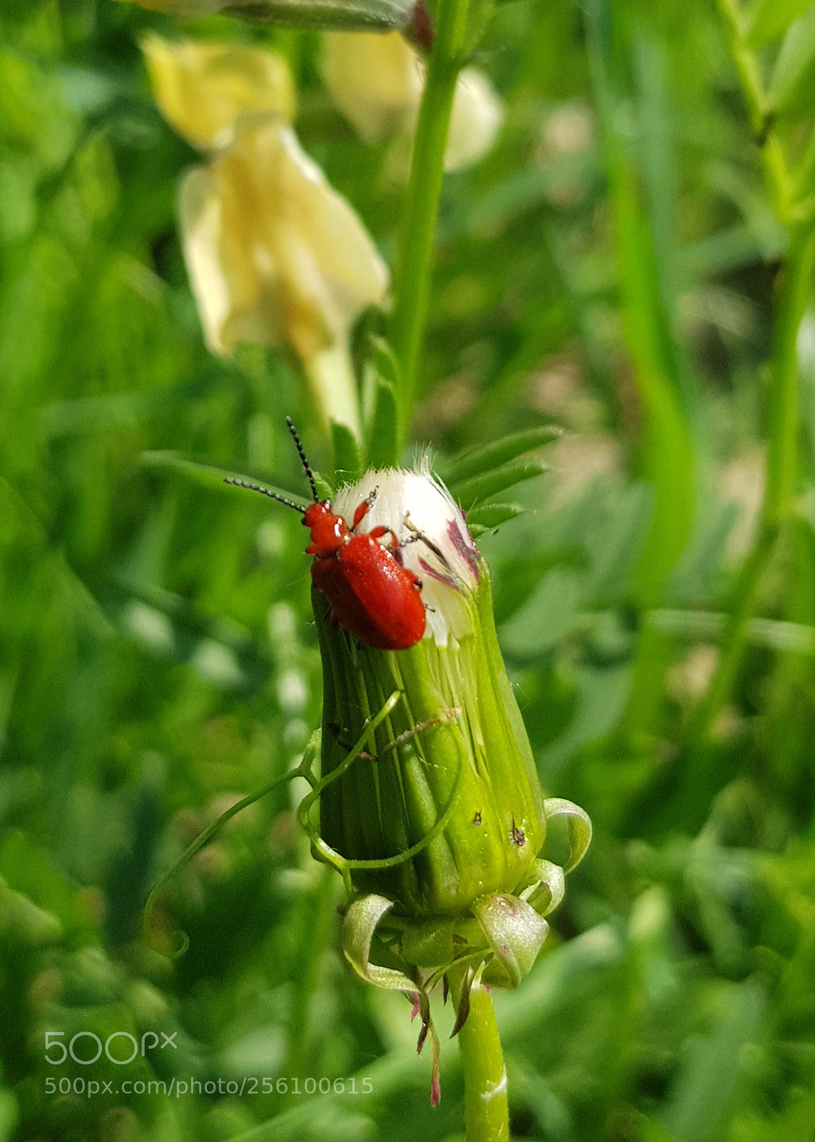 Samsung Galaxy S8 sample photo. Red red red photography