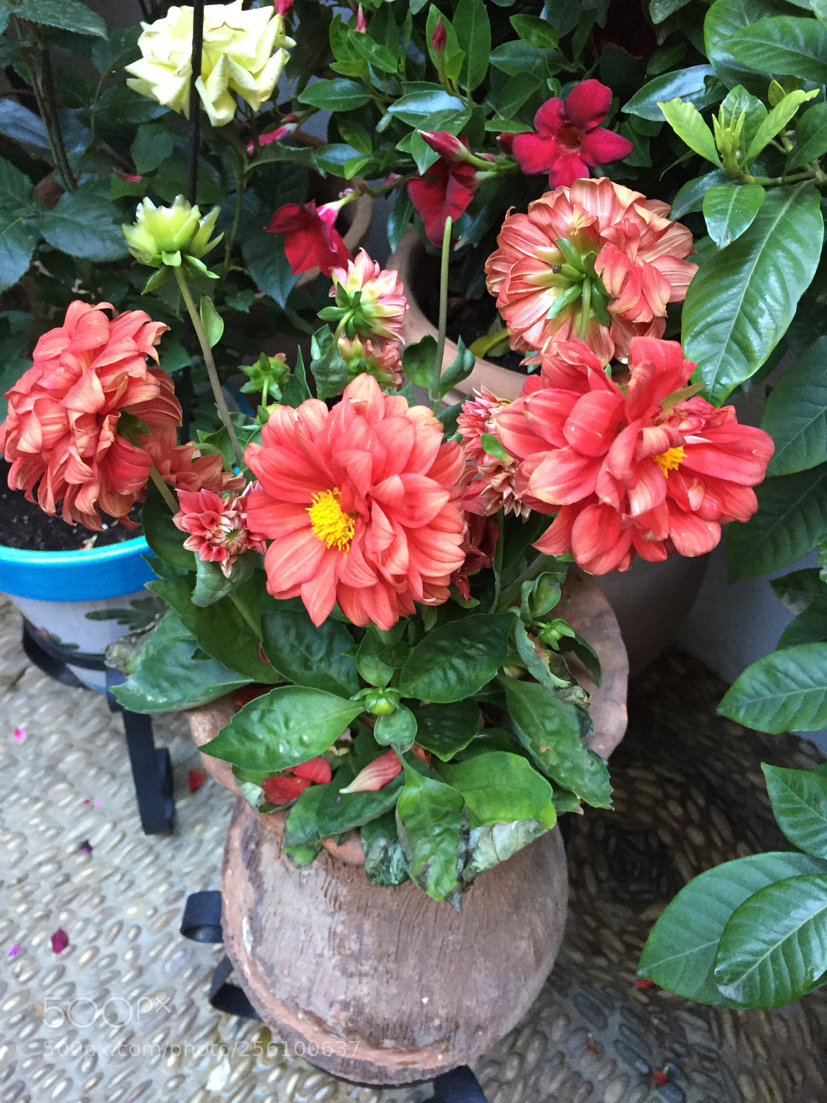 Apple iPhone 6 sample photo. Untitled photography