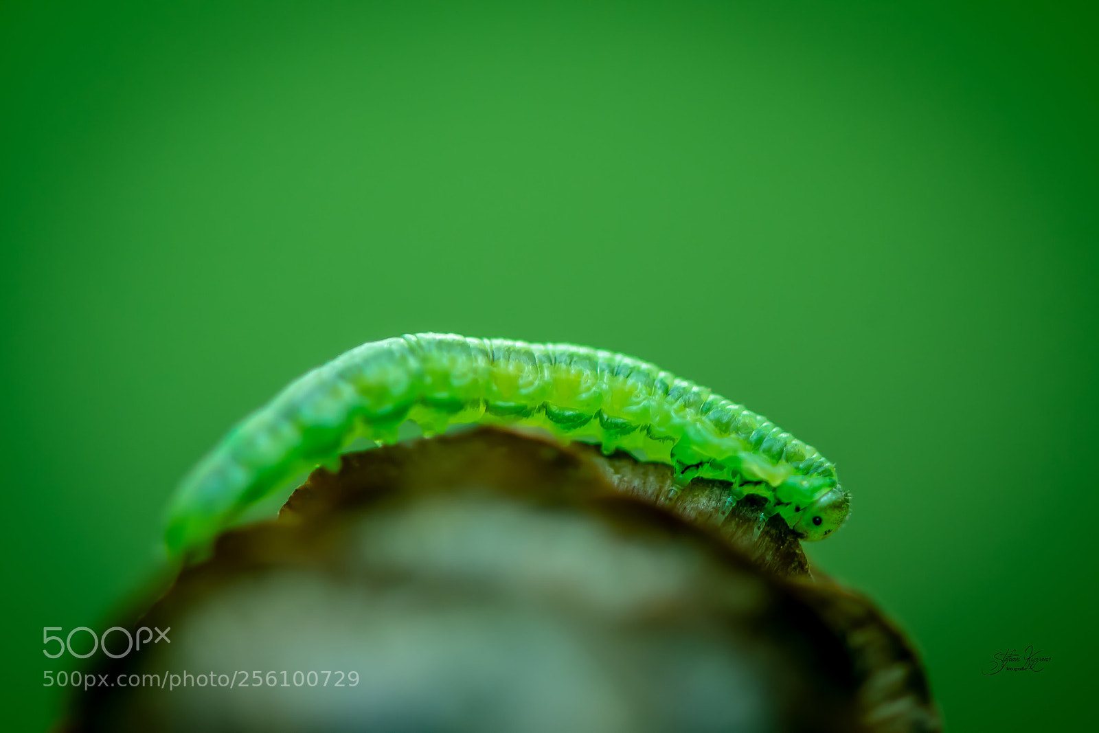 Nikon D500 sample photo. Green caterpillar photography