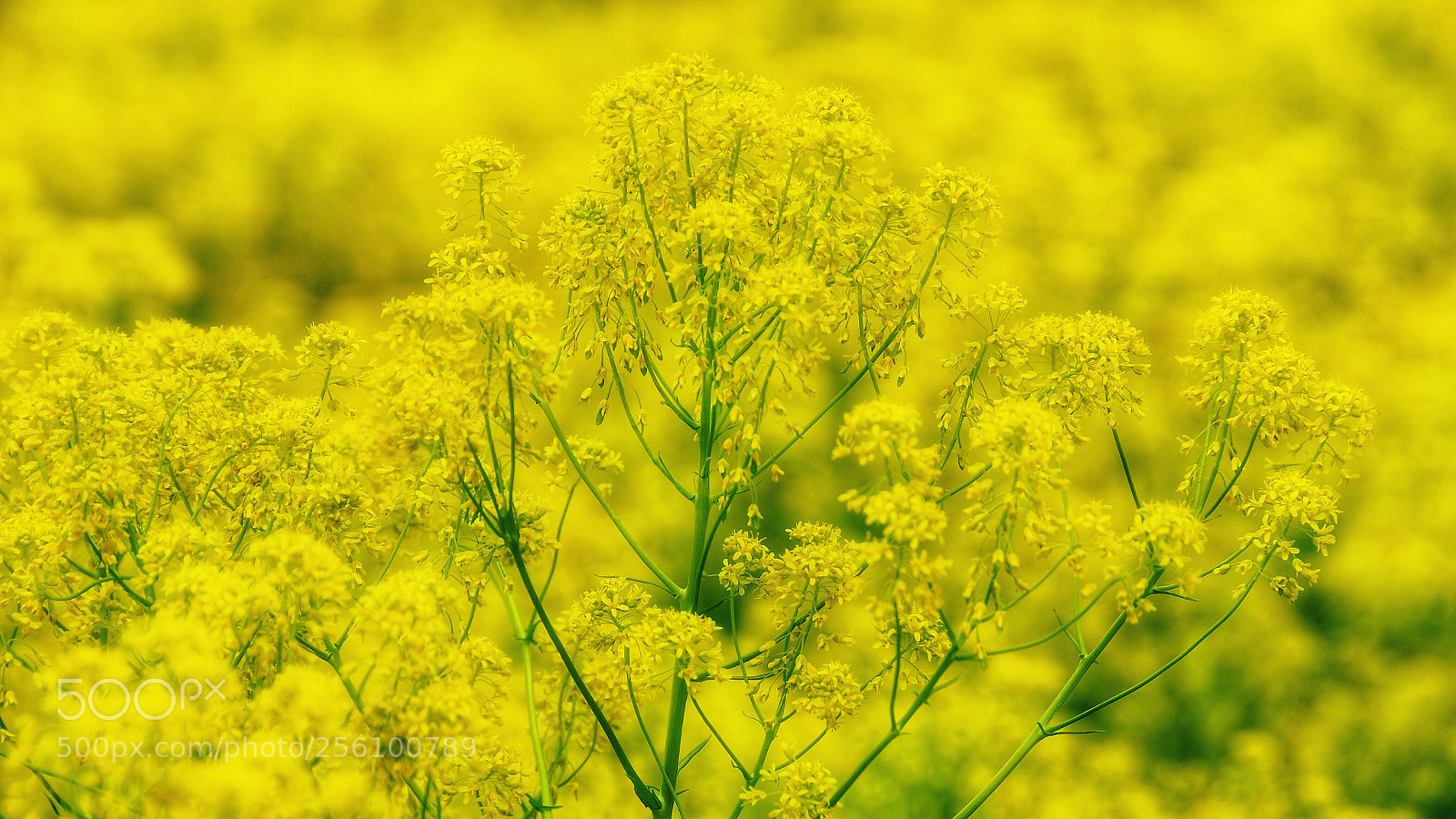 Nikon D500 sample photo. Take yellow a recipe photography