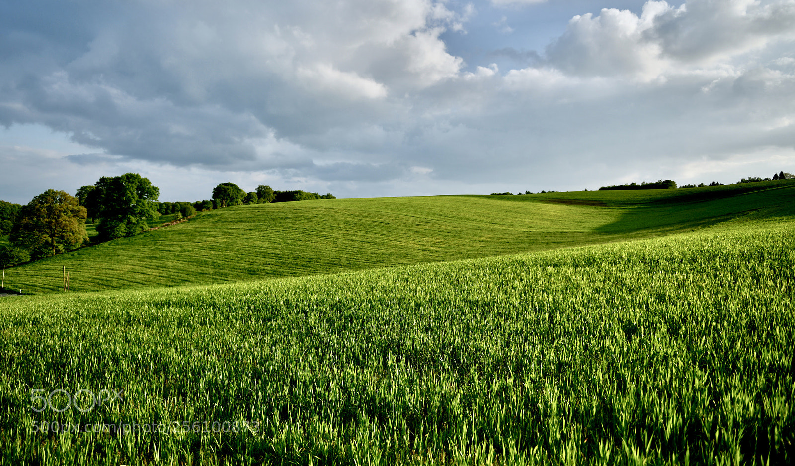 Nikon D850 sample photo. Grain field sun lighted photography
