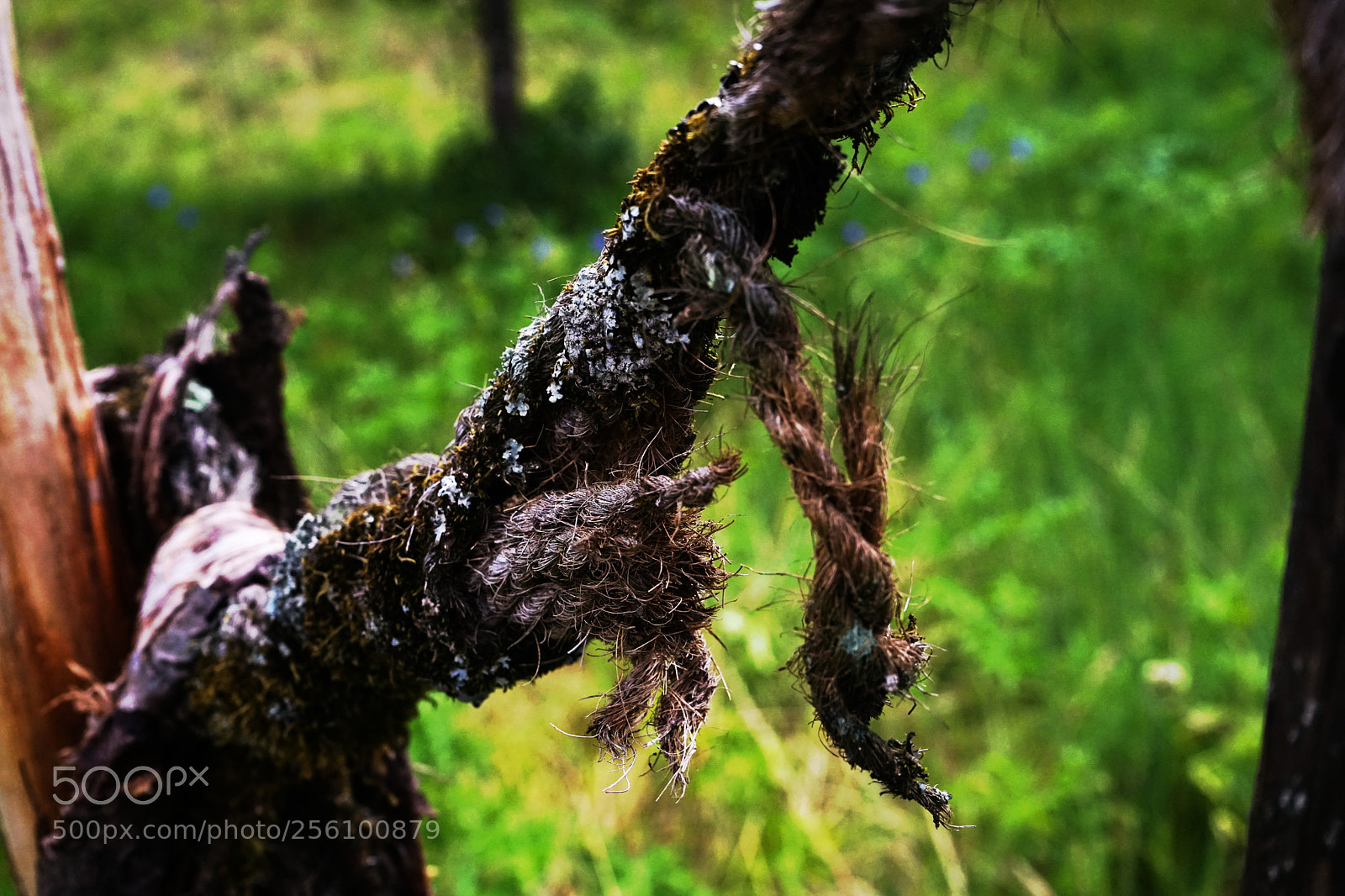 Sony a7 II sample photo. Altes seil an der photography