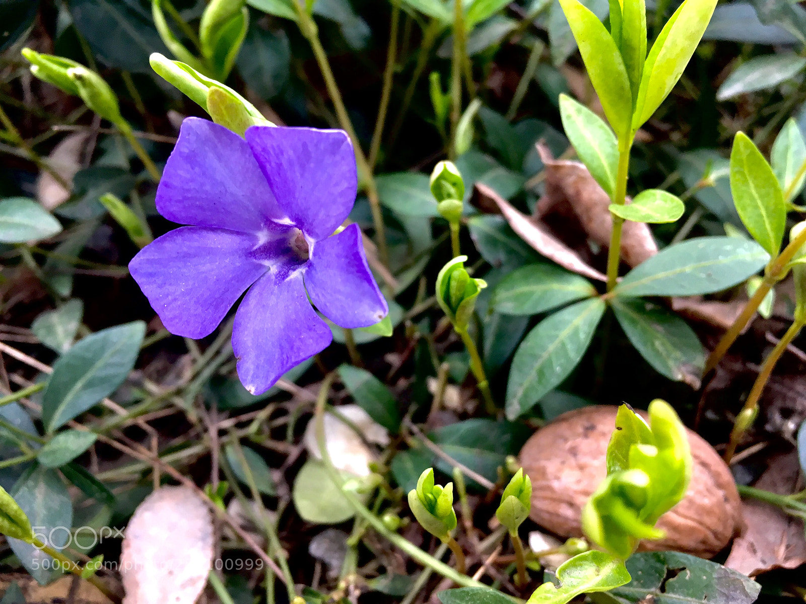 Apple iPhone SE sample photo. Vinca minor photography