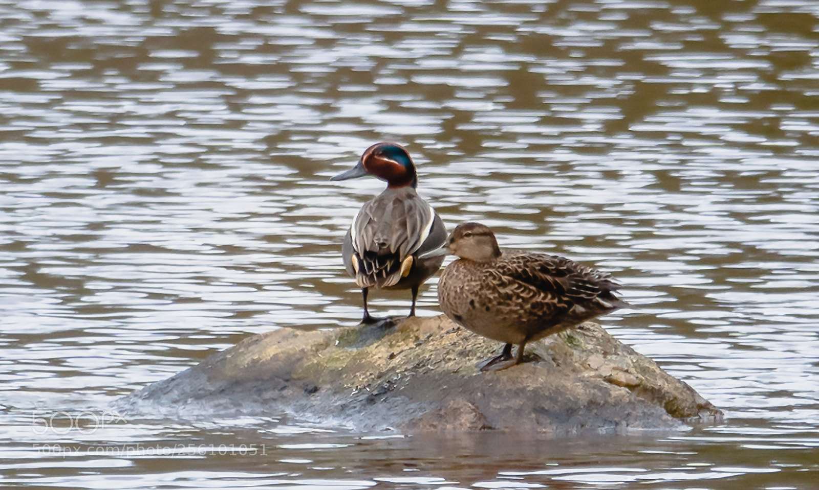 Sony Cyber-shot DSC-RX10 IV sample photo. Eurasian teal photography