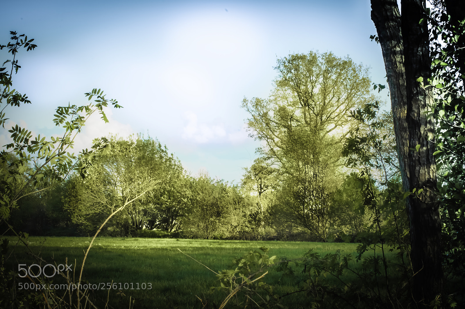 Nikon D5000 sample photo. Sunny trees photography