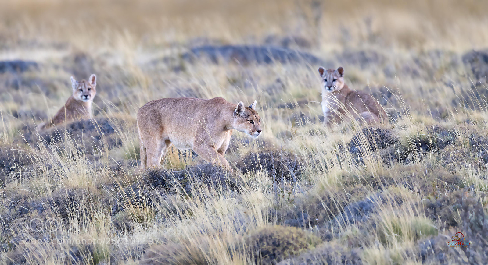 Nikon D5 sample photo. Wild puma mother and photography