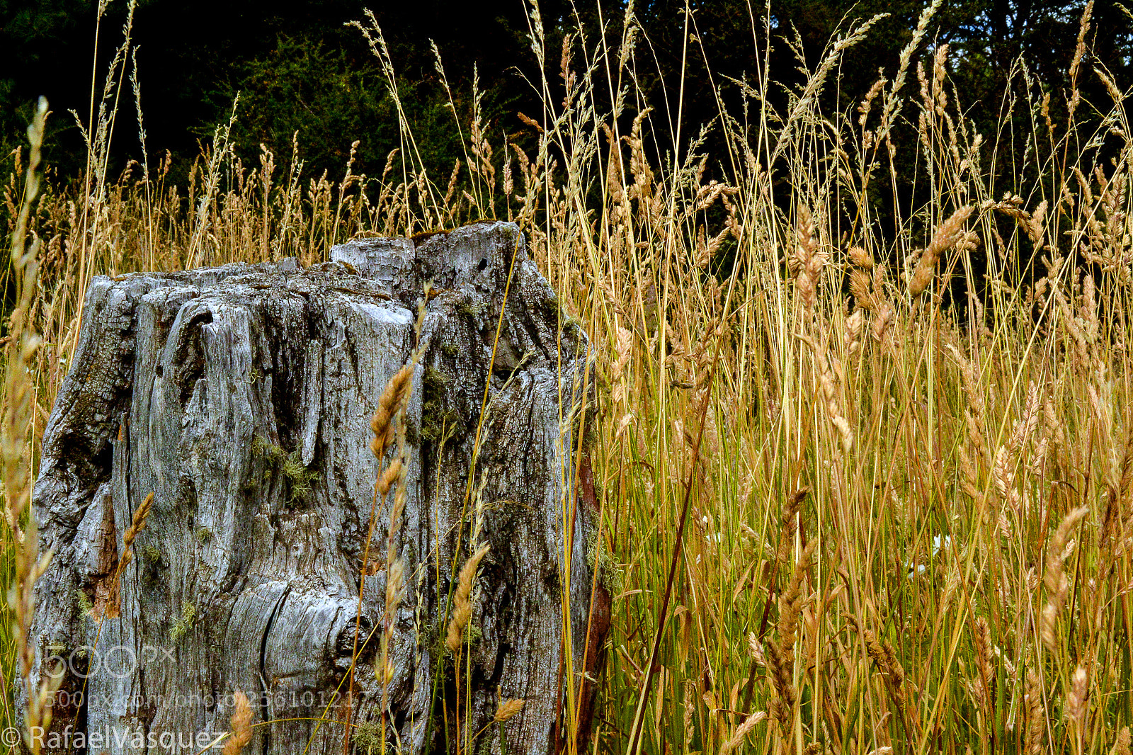 Nikon D3100 sample photo. Tronco muerto photography