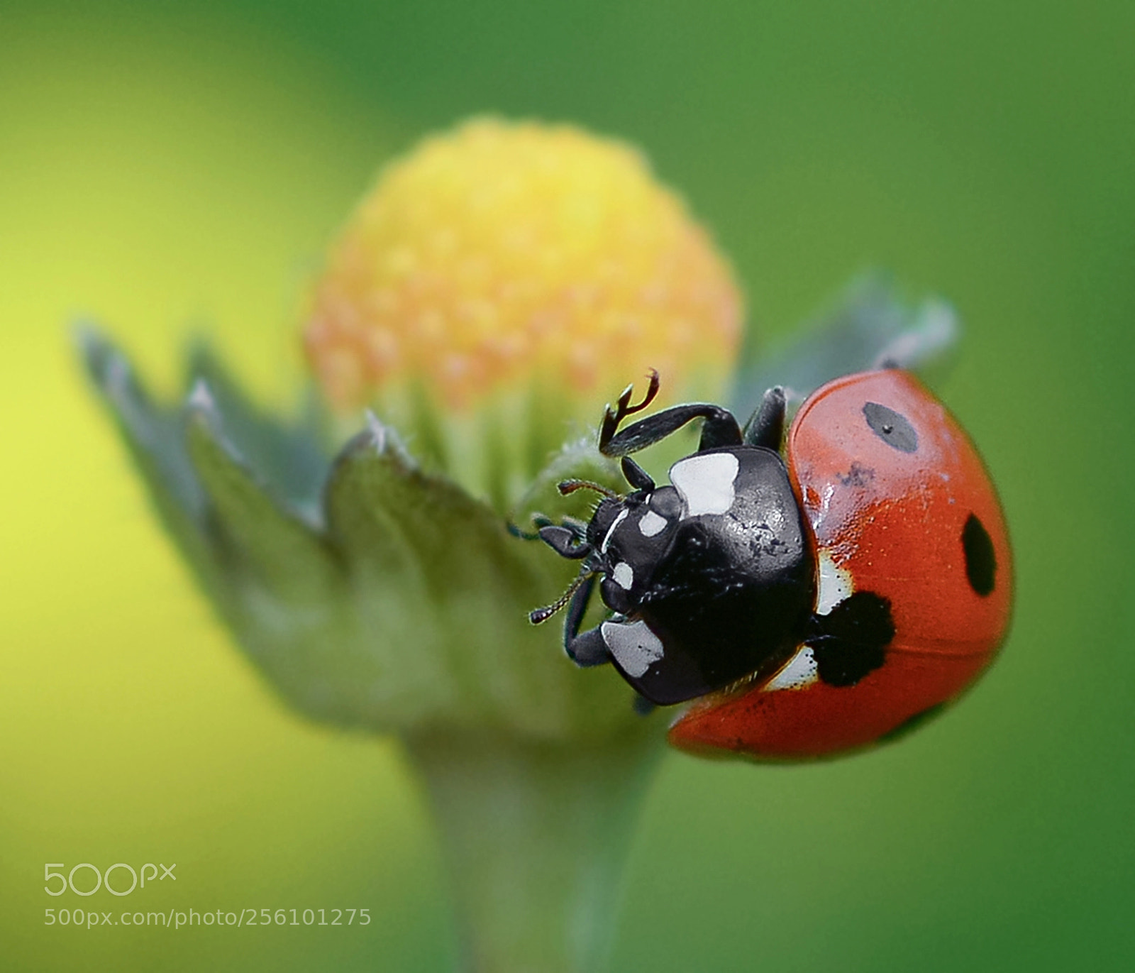 Nikon D7100 sample photo. Ladybug photography