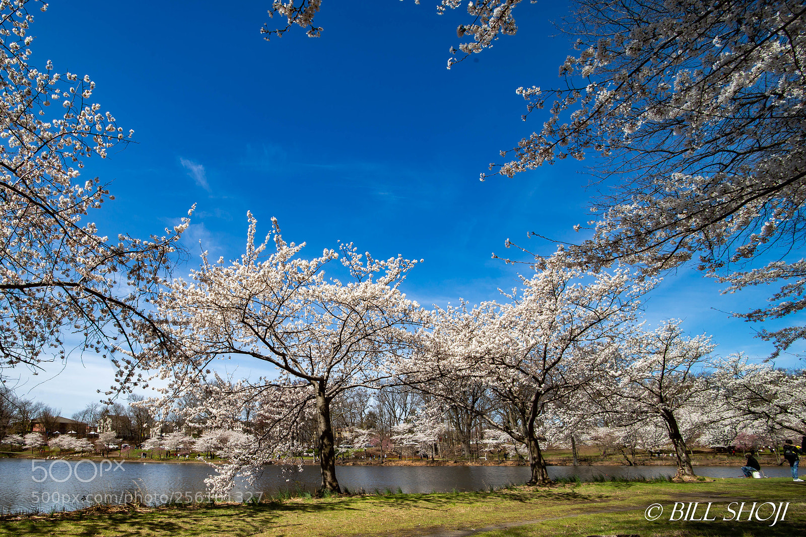 Sony SLT-A99V sample photo. Springtime at branch brook photography