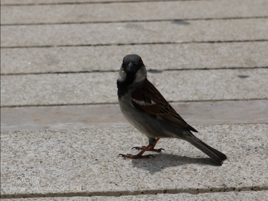 Canon EOS 750D (EOS Rebel T6i / EOS Kiss X8i) sample photo. Little bird photography