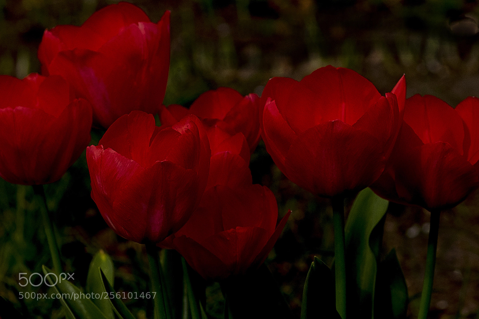 Fujifilm X-T1 sample photo. In full splendor photography
