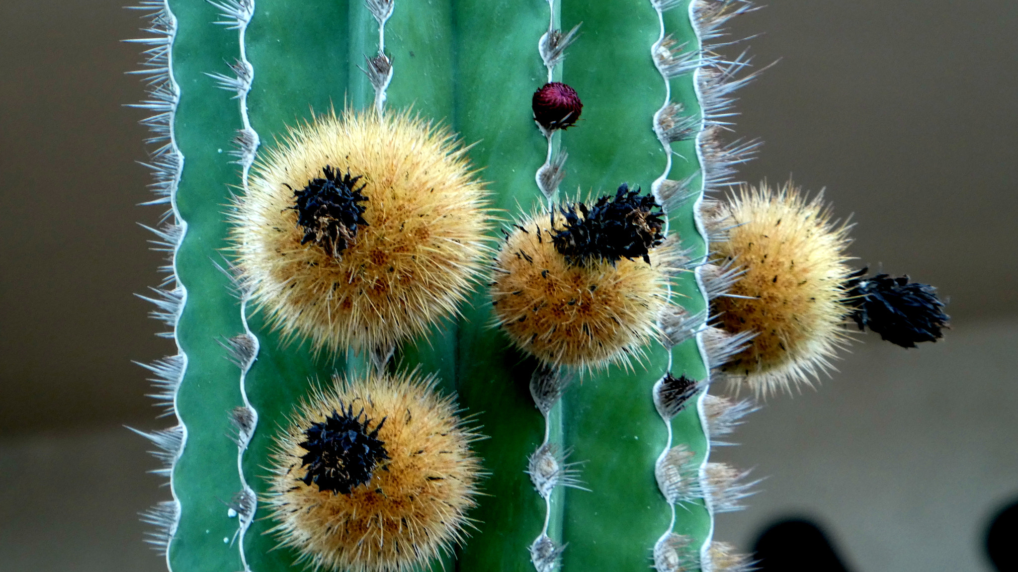 Panasonic Lumix DMC-ZS60 (Lumix DMC-TZ80) sample photo. Fruit cactus photography