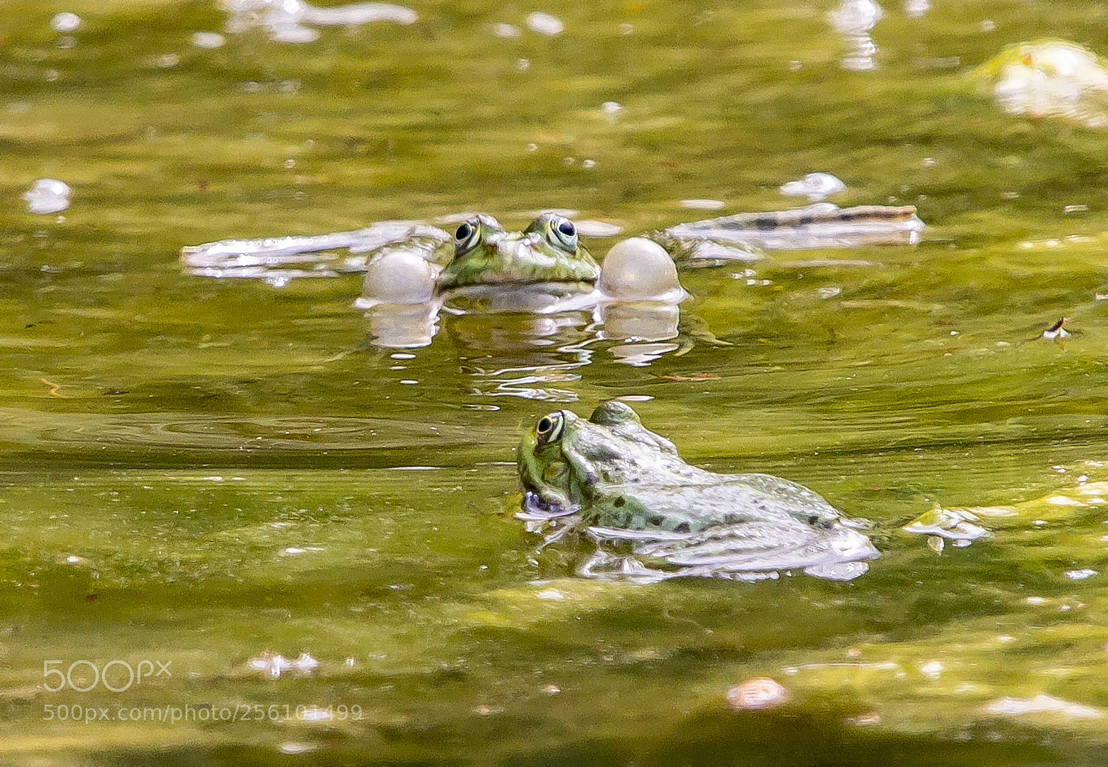 Canon EOS 60D sample photo. Mating season photography
