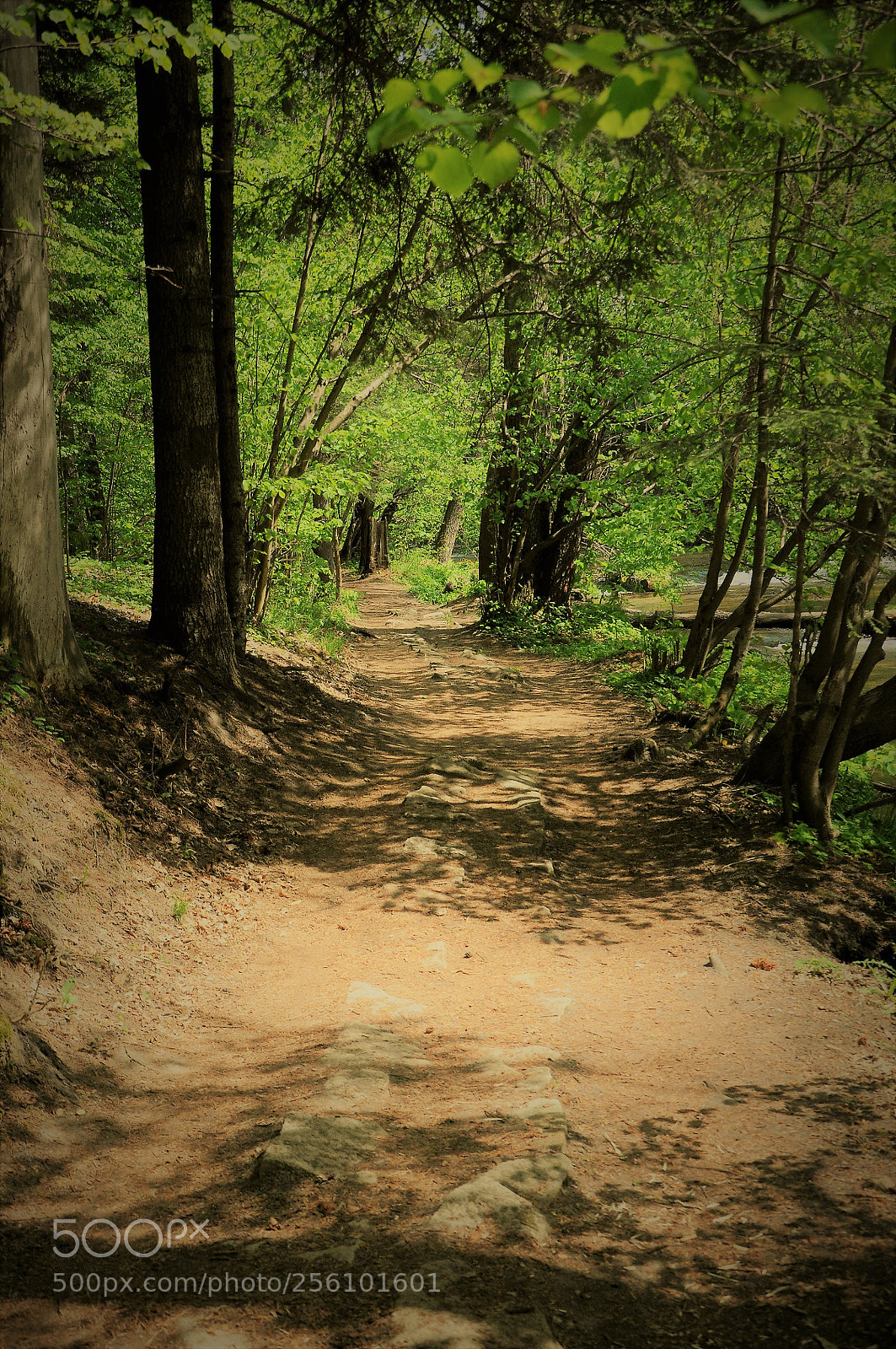 Nikon D90 sample photo. The path photography