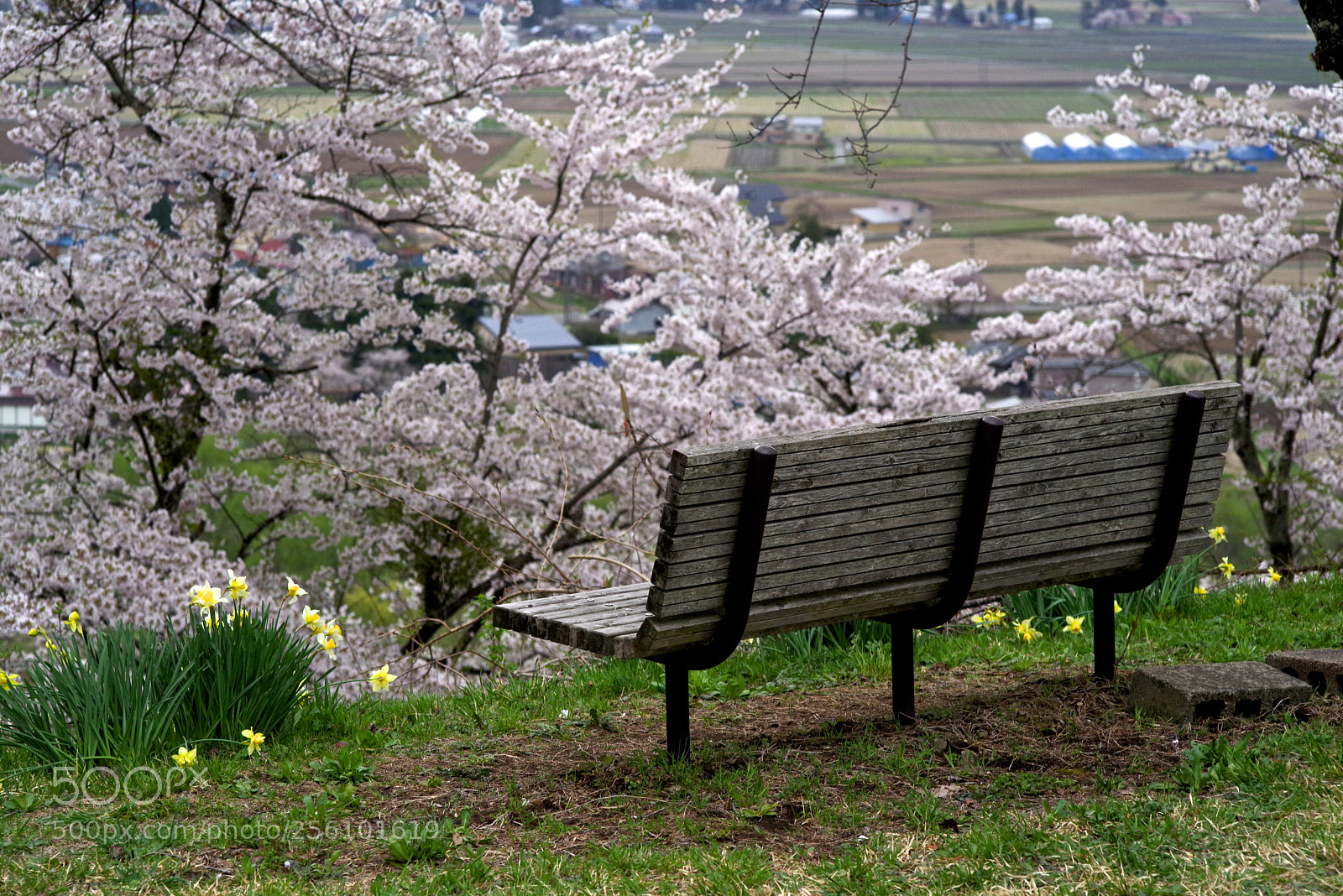 Pentax K-1 sample photo. The bench in the photography
