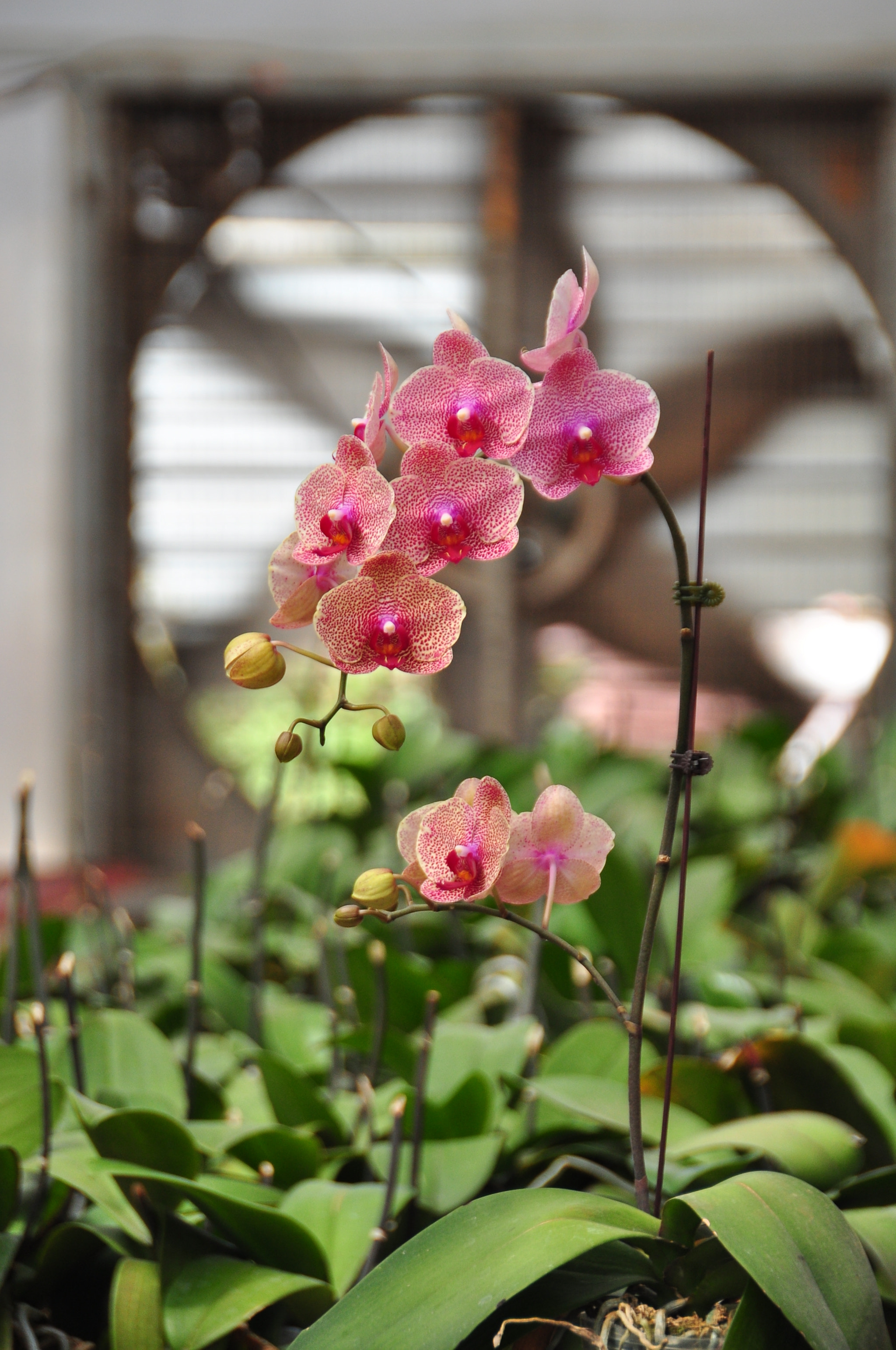 Nikon D90 sample photo. Phalaenopsis orchids photography